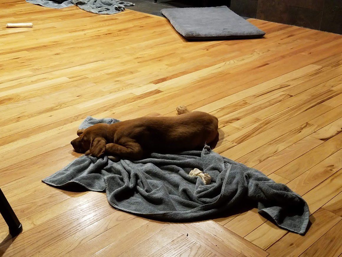 Small brown dog resting on a gray blanket on a wooden floor.