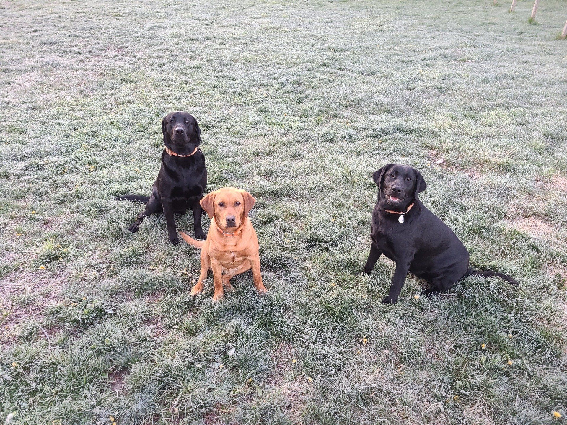Three dogs sitting on frosty grass outdoors, including two black dogs and one tan dog.