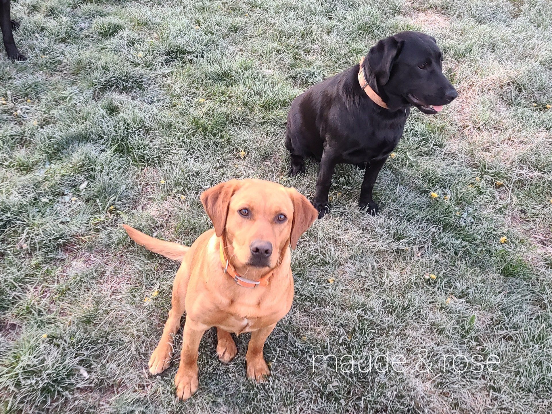 Two dogs sitting on frosty grass: a yellow lab in front and a black lab behind.