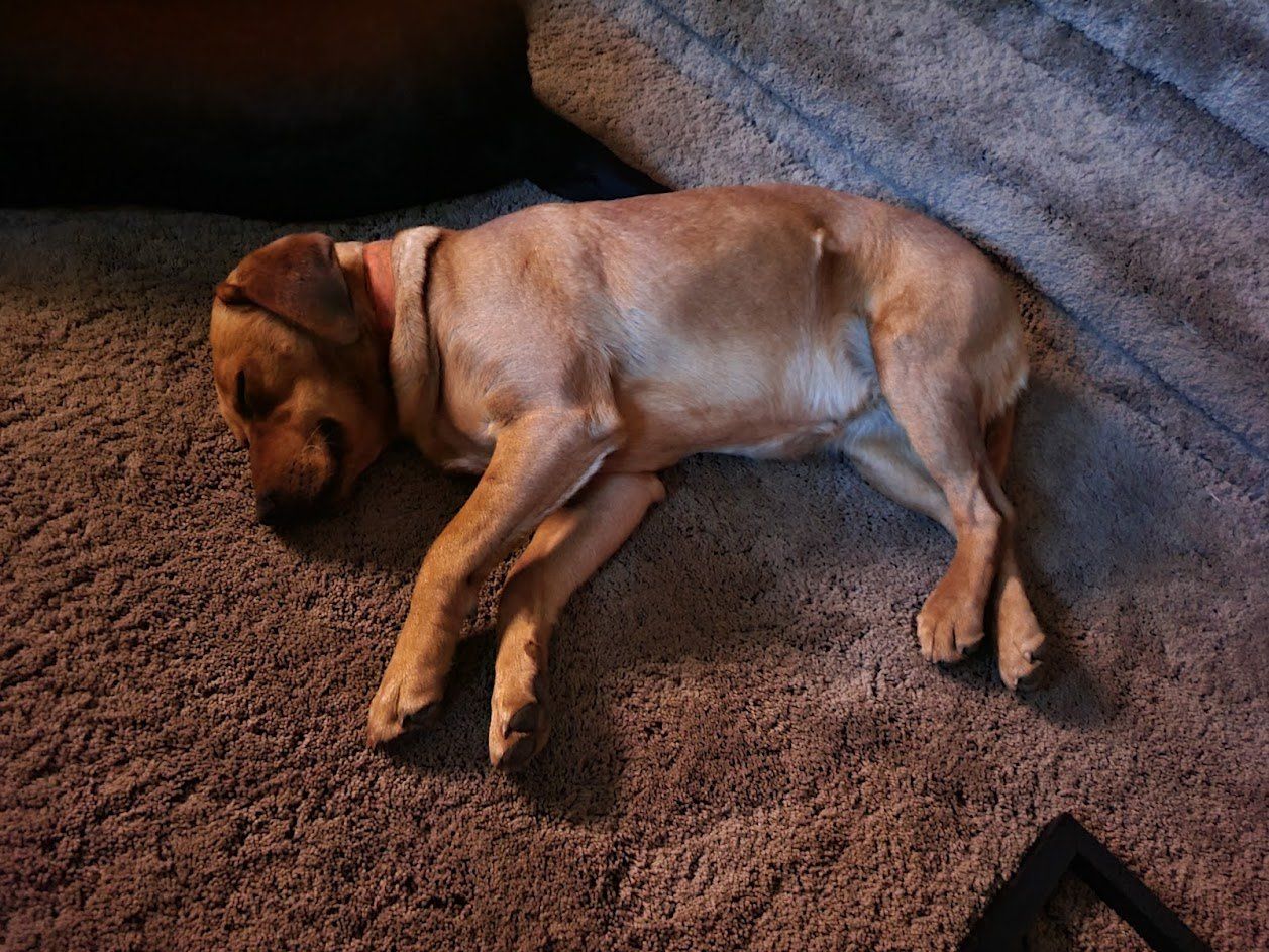 Brown dog sleeping on a carpeted floor, stretched out on its side.