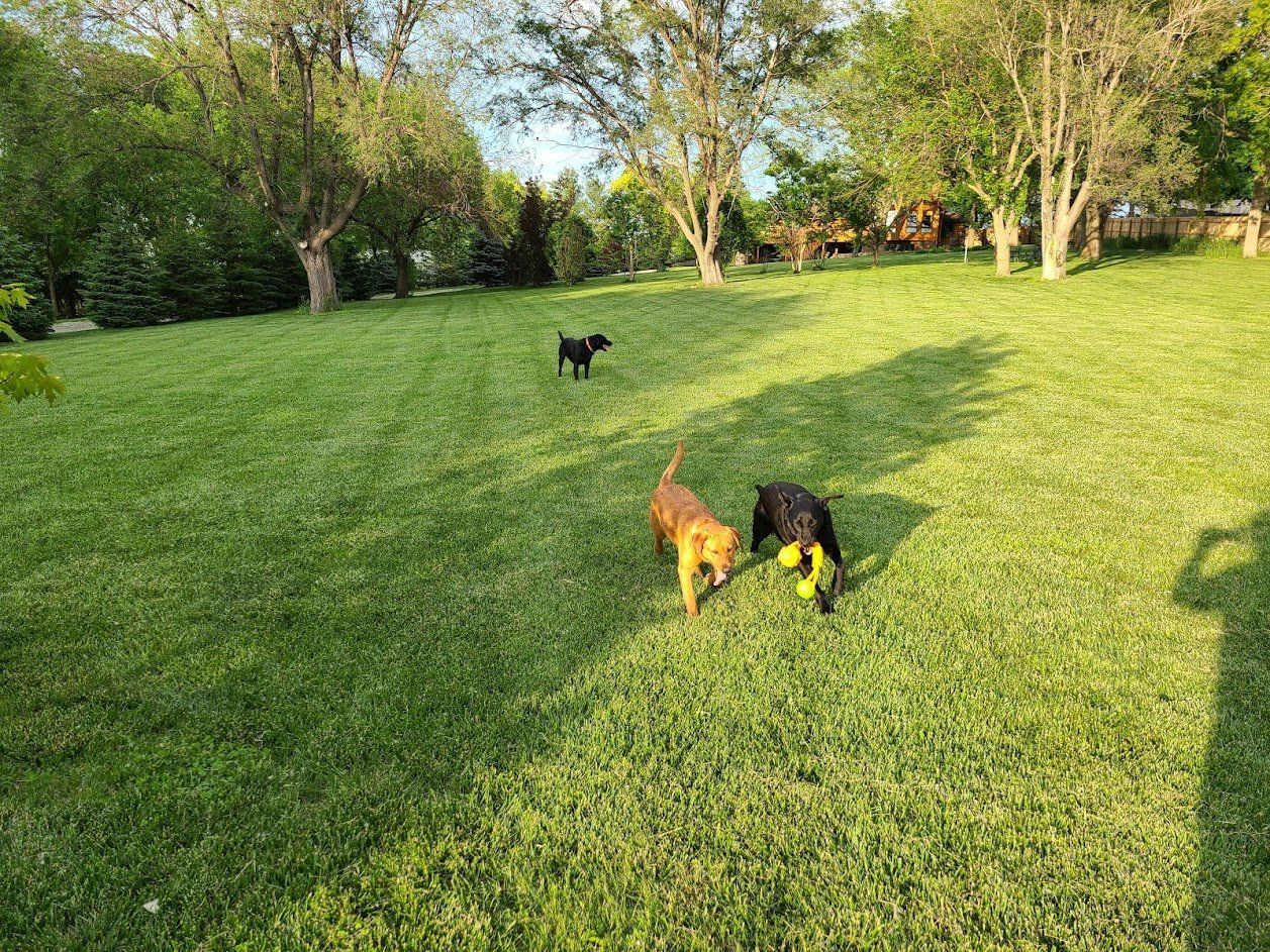 Two dogs sniffing on a sunny grassy lawn, with a third black dog in the background.