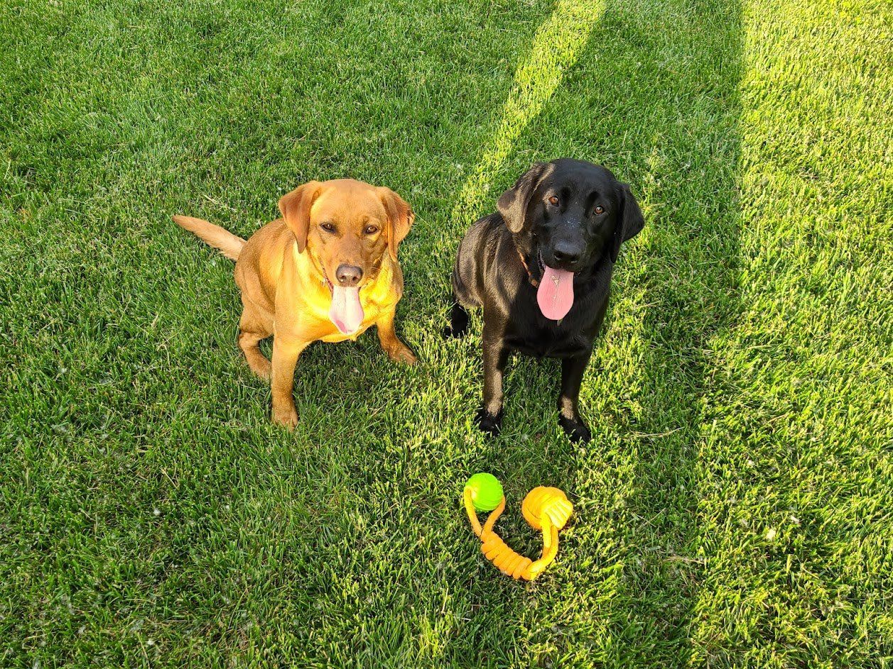 Two dogs on grass, one tan and one black, with a yellow and green toy between them.