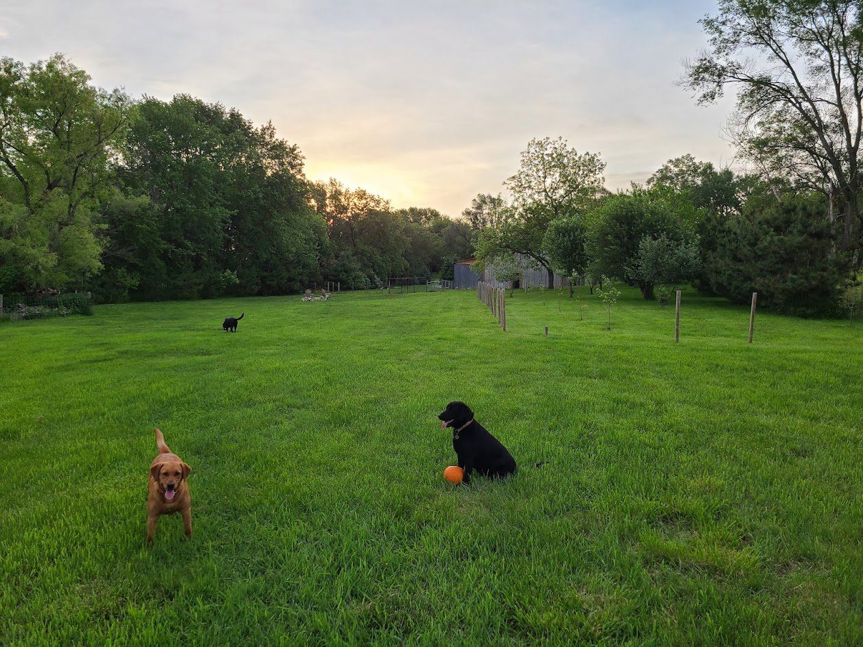 Dogs playing in a grassy park at sunset, with one black dog holding an orange ball.