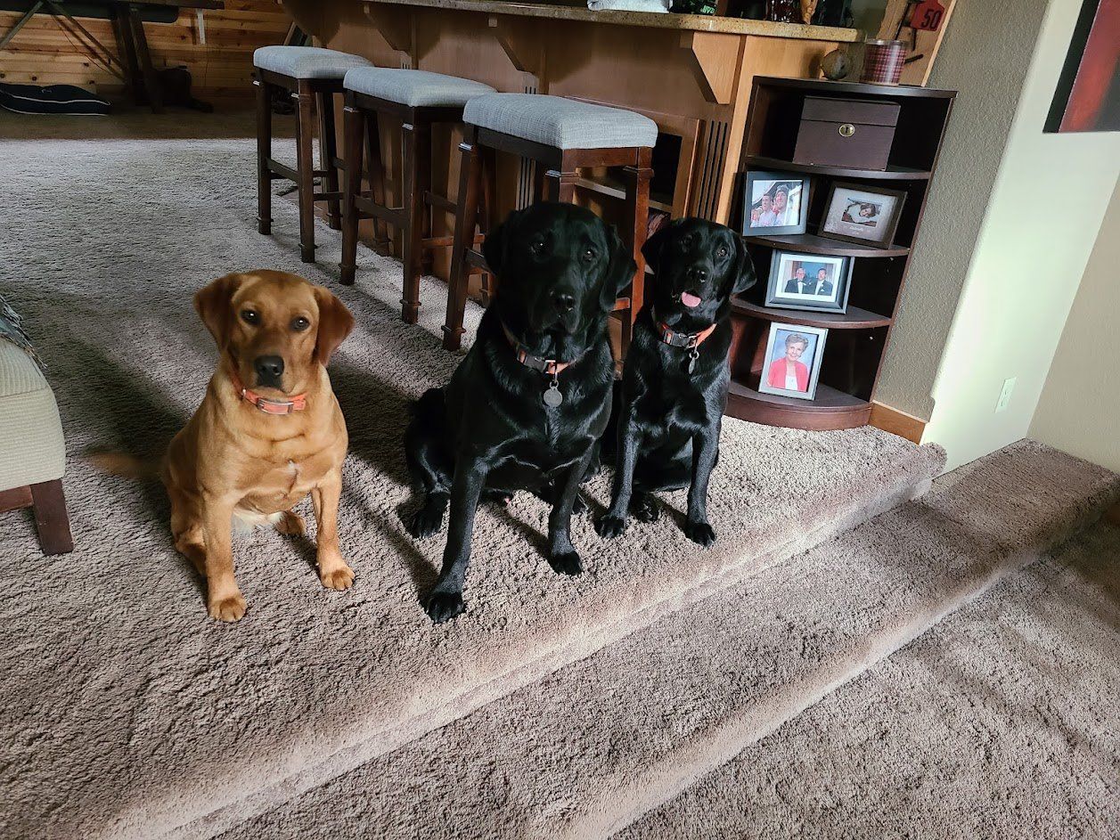 Three dogs sitting on carpeted steps in a home interior, with a bar stool area in the background