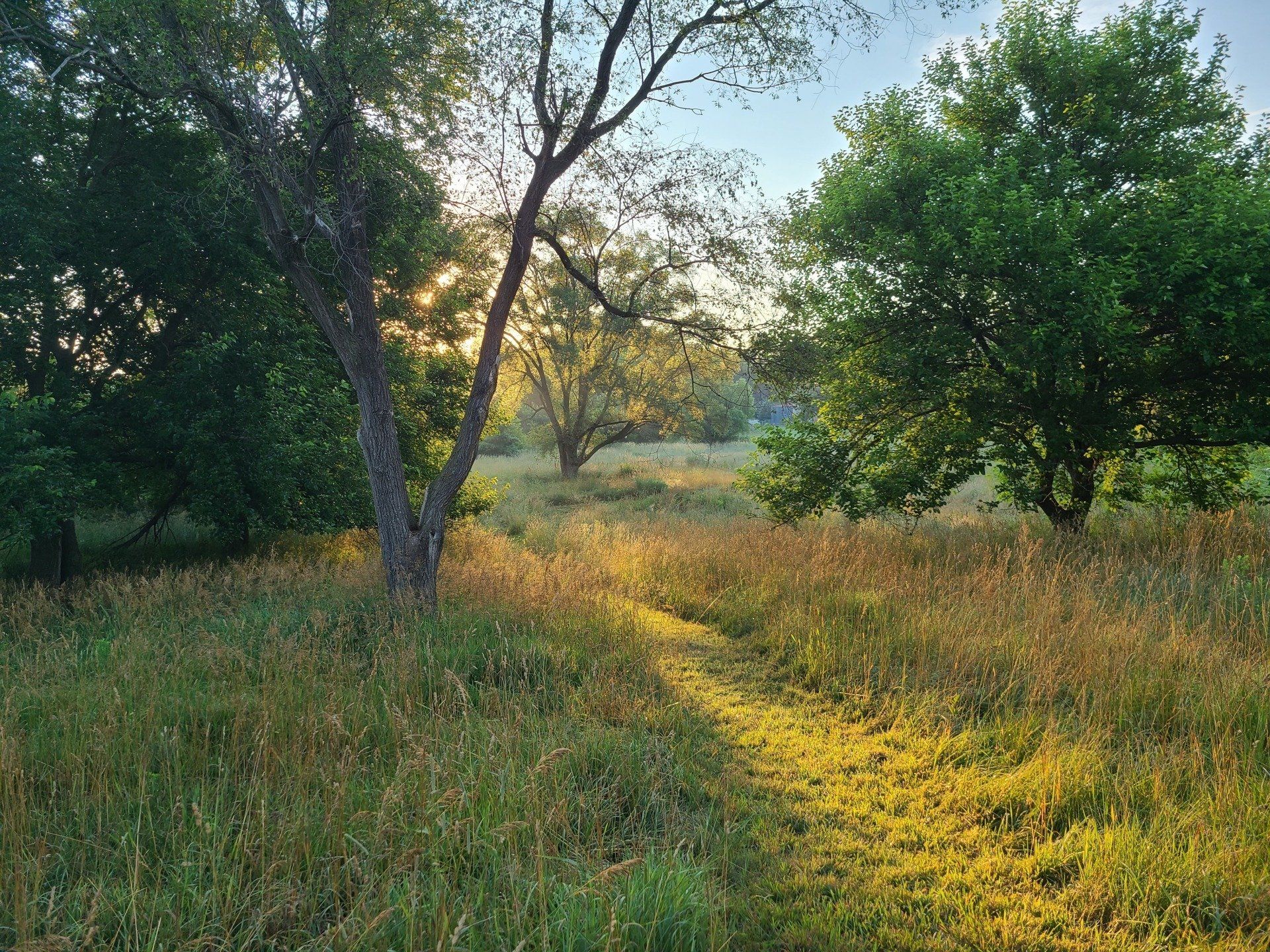 Sunlit meadow with tall grass and trees at dawn