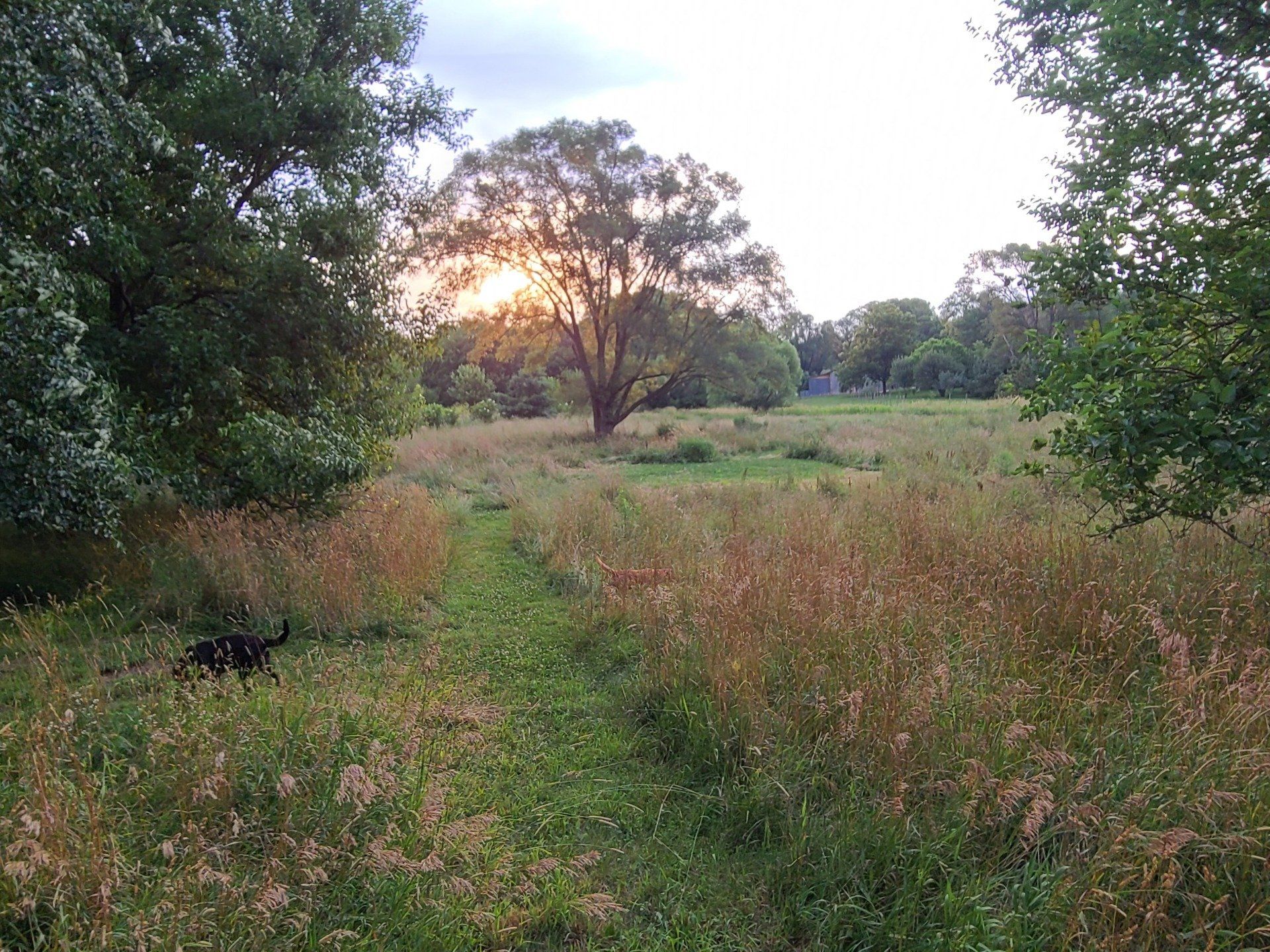 Sunlit meadow with tall grass, trees, and a sunset in the background