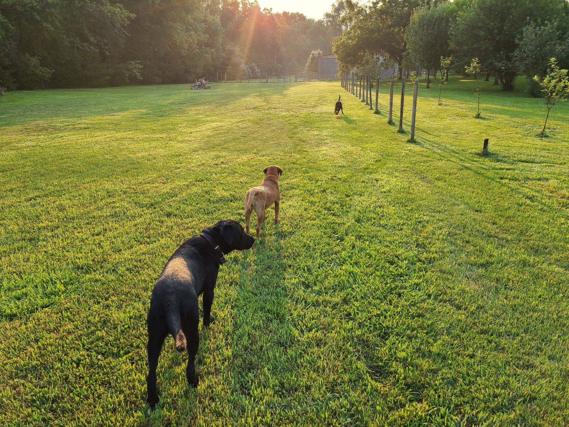 Two dogs on a sunny grassy path with a fenced field and trees in the background