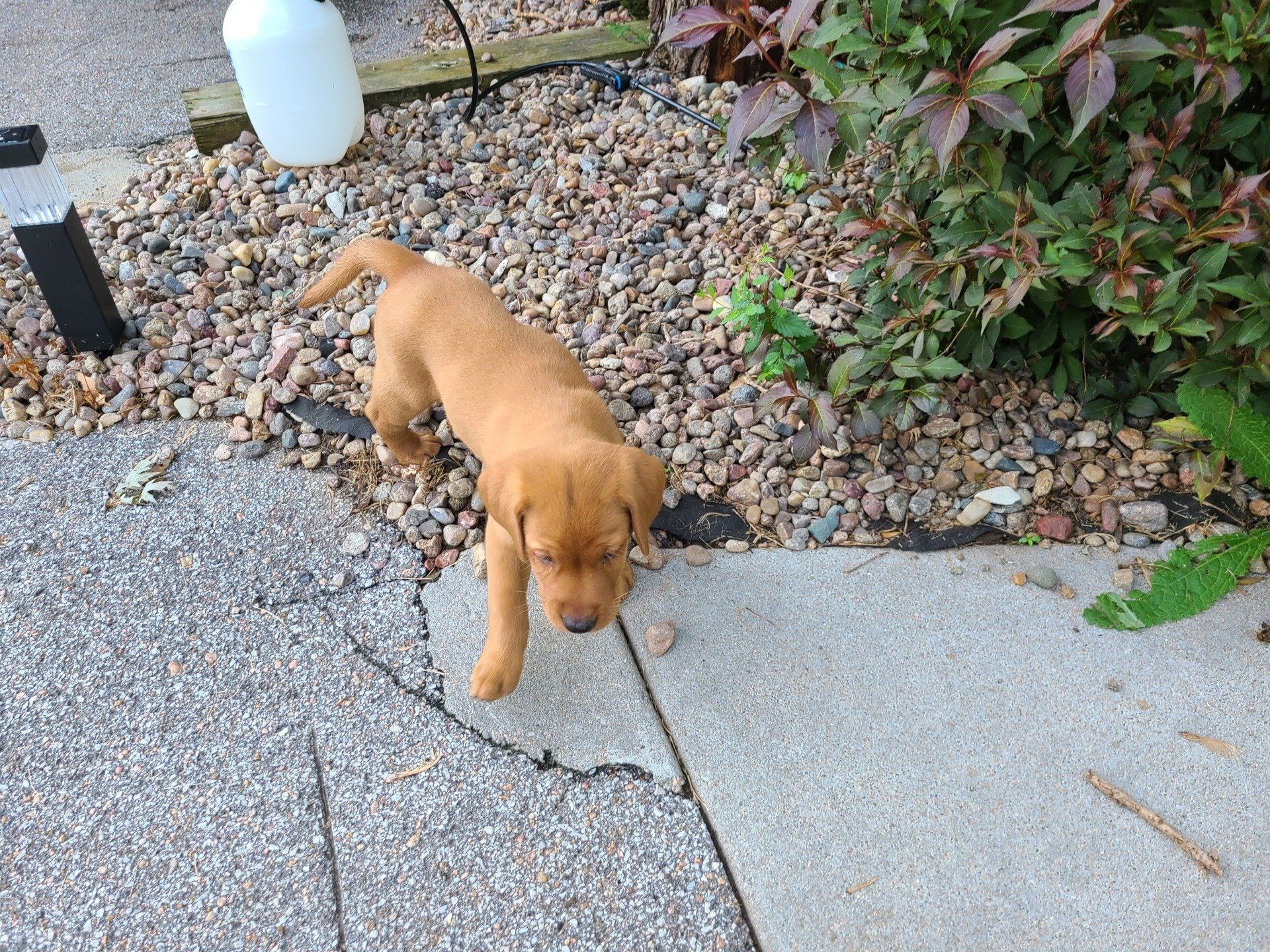 Small tan puppy walking on cracked concrete beside gravel and garden plants