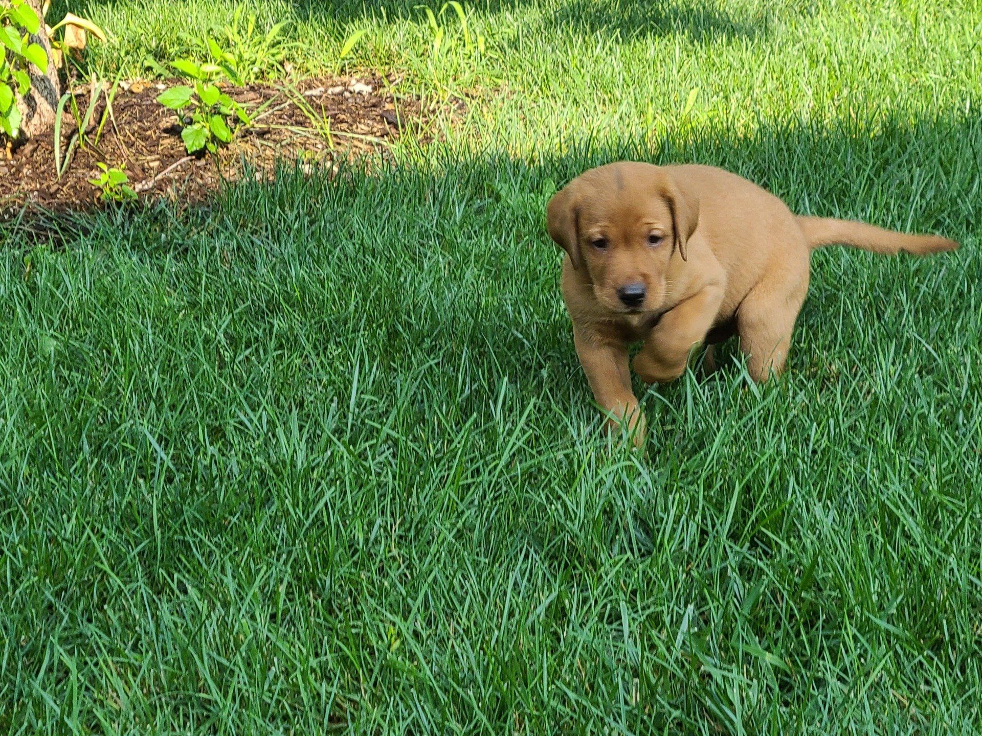 pointing lab puppy