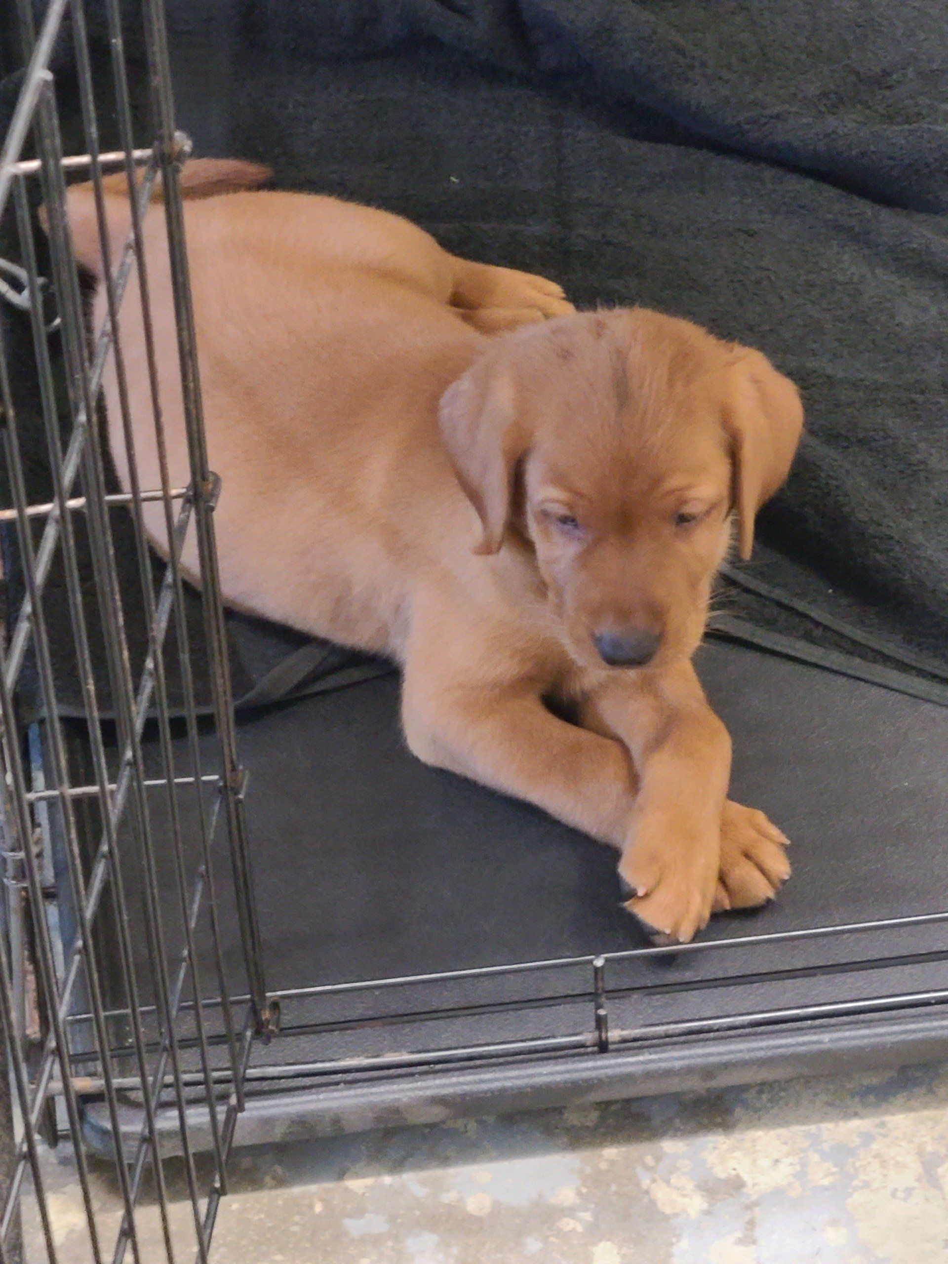 Tan puppy lying in a wire crate with paws crossed, looking down.