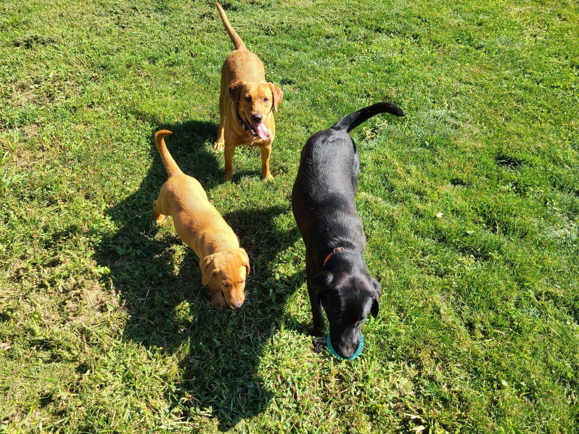 Three dogs sniffing grass in a sunny yard