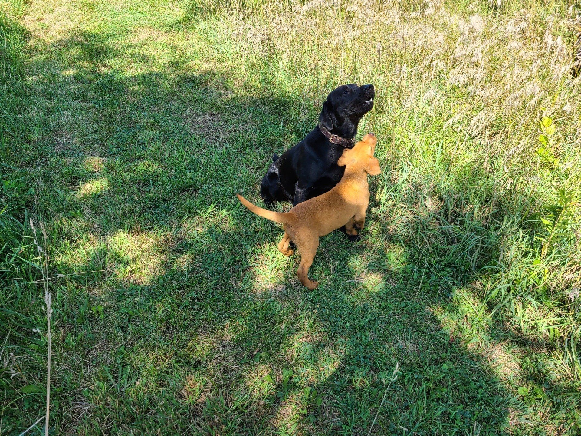 Two puppies, one black and one tan, playing on grass in sunlight