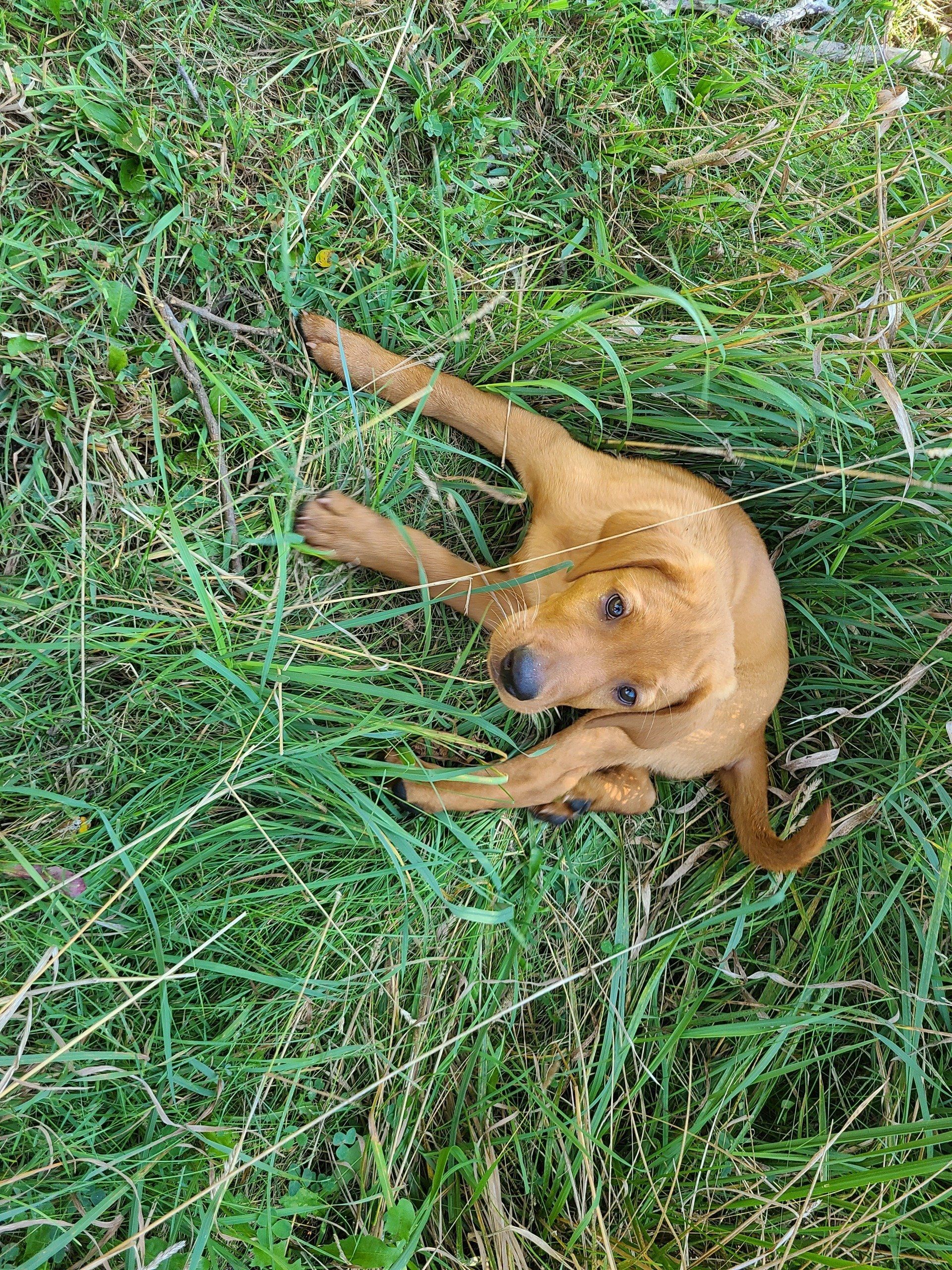 Tan dog lying in tall green grass, looking up at the camera.