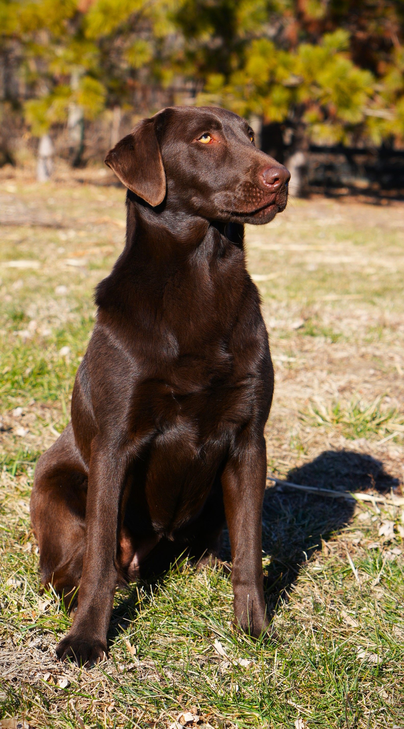 Brown dog sitting outdoors on grass, looking to the side.