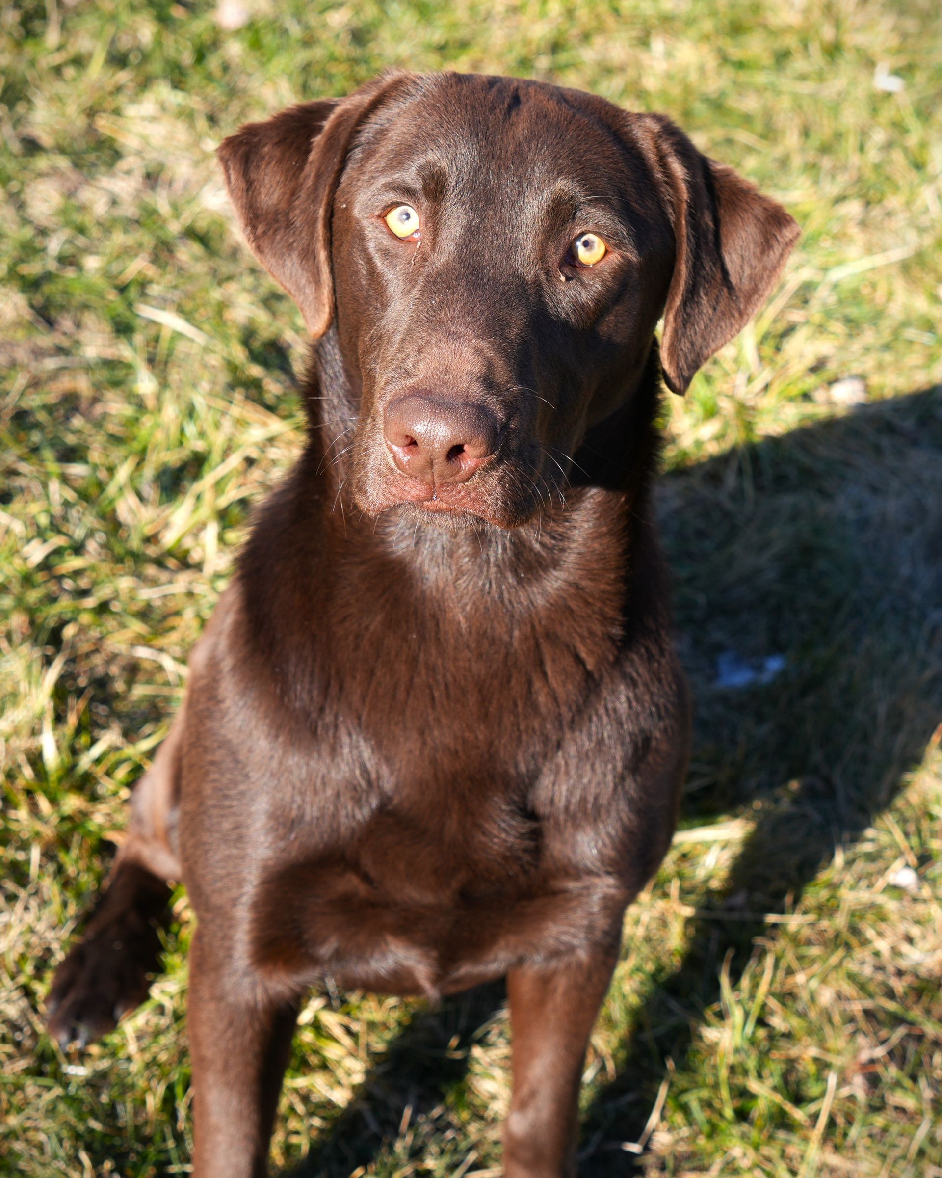 Brown dog sitting on grass, looking at the camera in sunlight