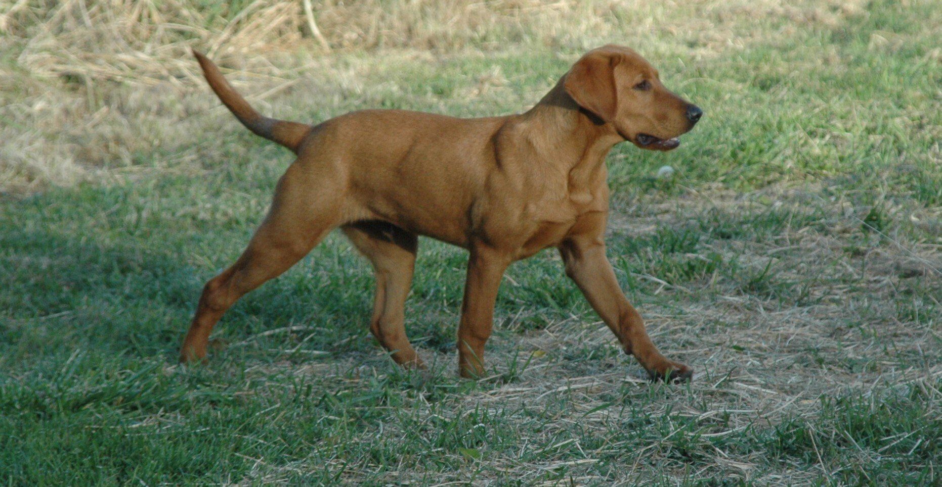 Brown dog walking on grass outdoors with tail raised