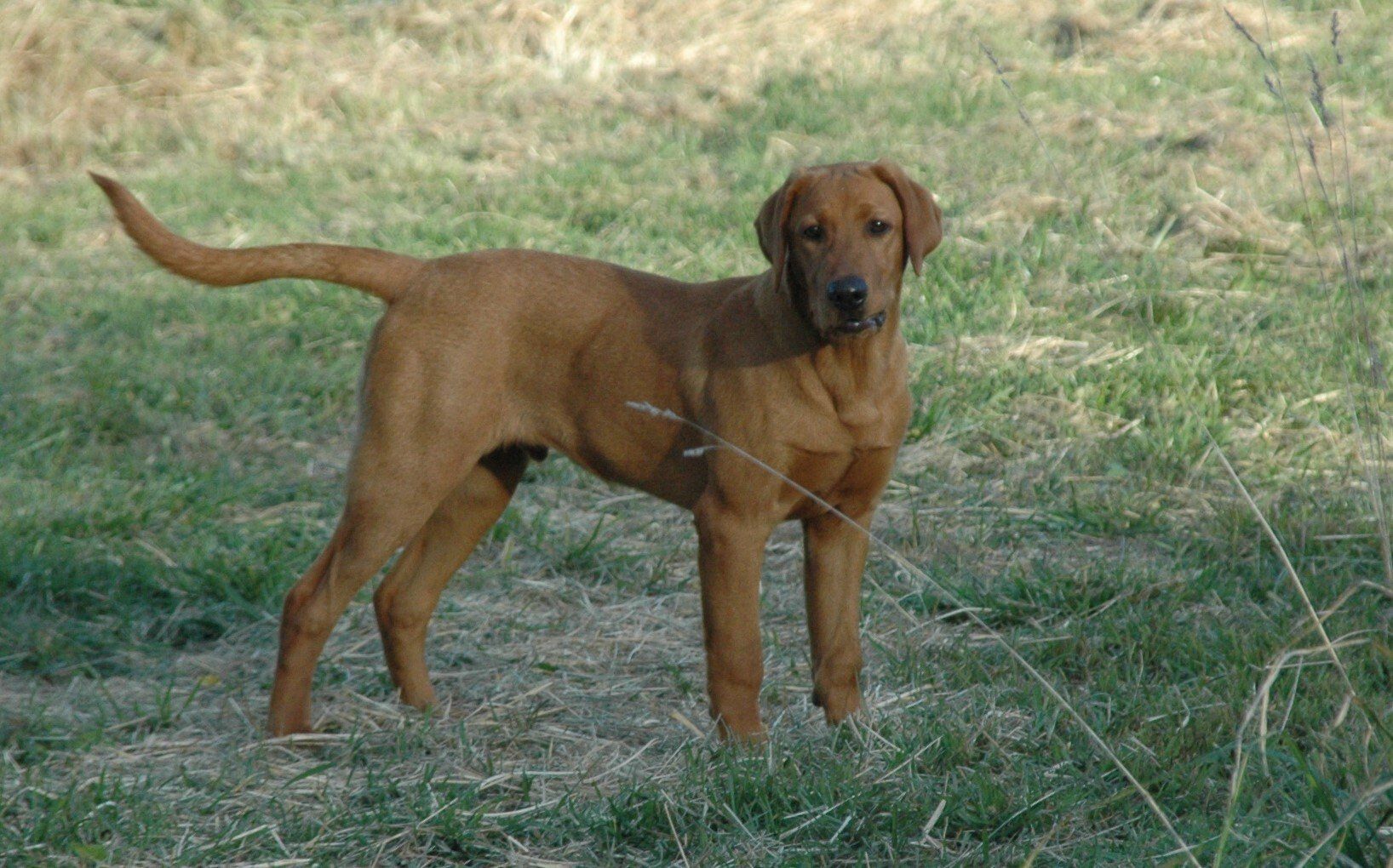 Brown dog standing on grass with tail raised, looking at the camera.