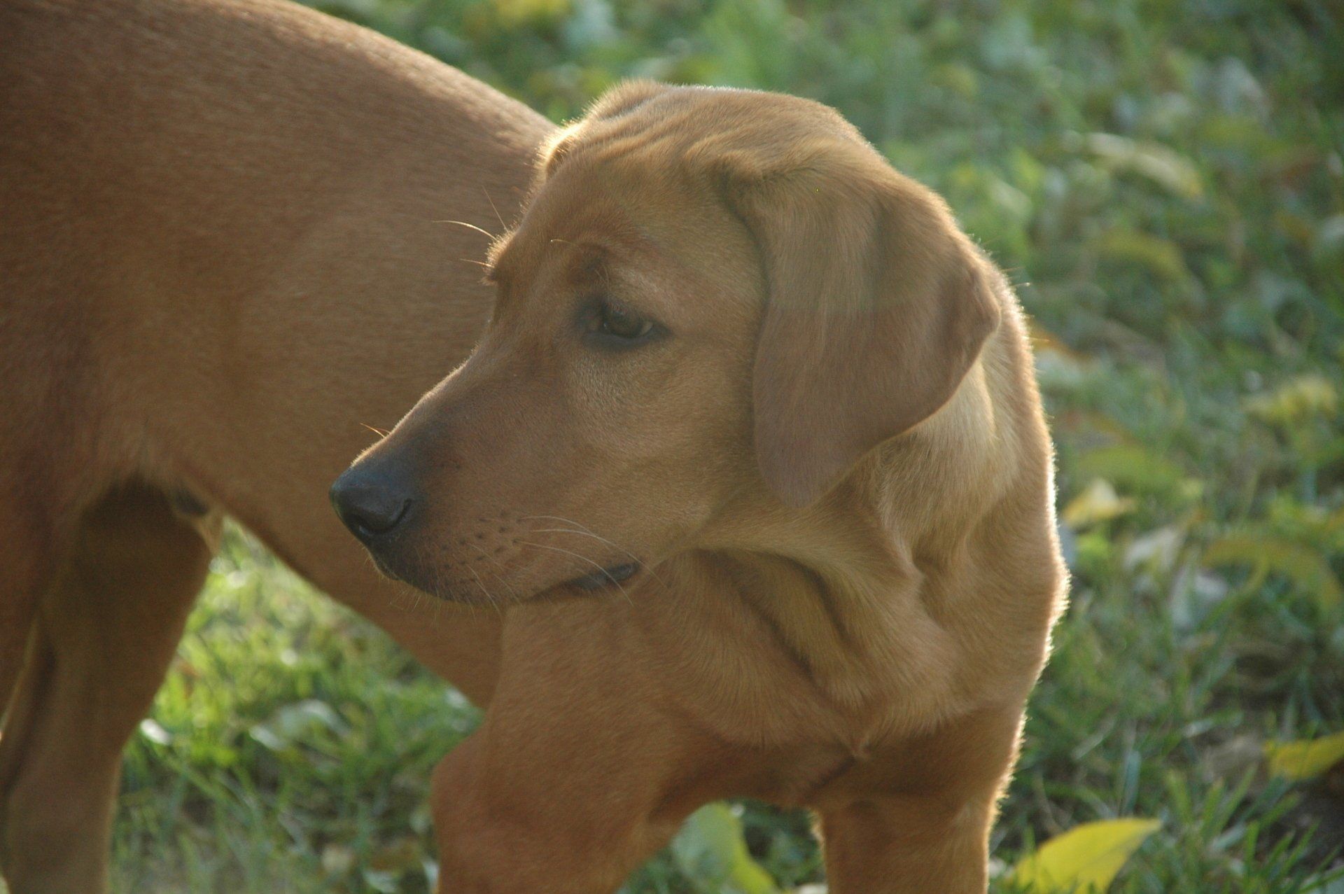 Tan dachshund puppy standing on grass, looking down outdoors