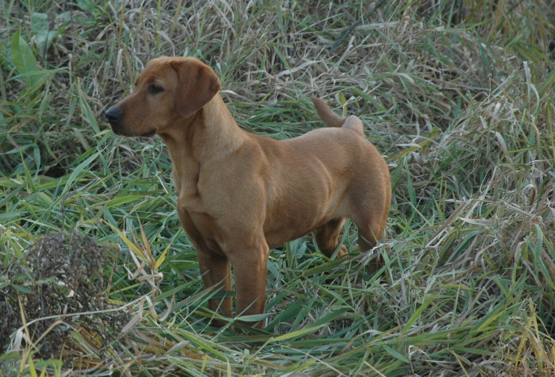 Brown dachshund standing in tall grass, looking left.