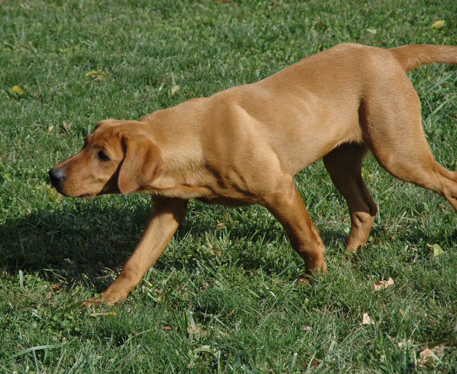 Tan dog walking across a grassy field, head lowered and tail outstretched.