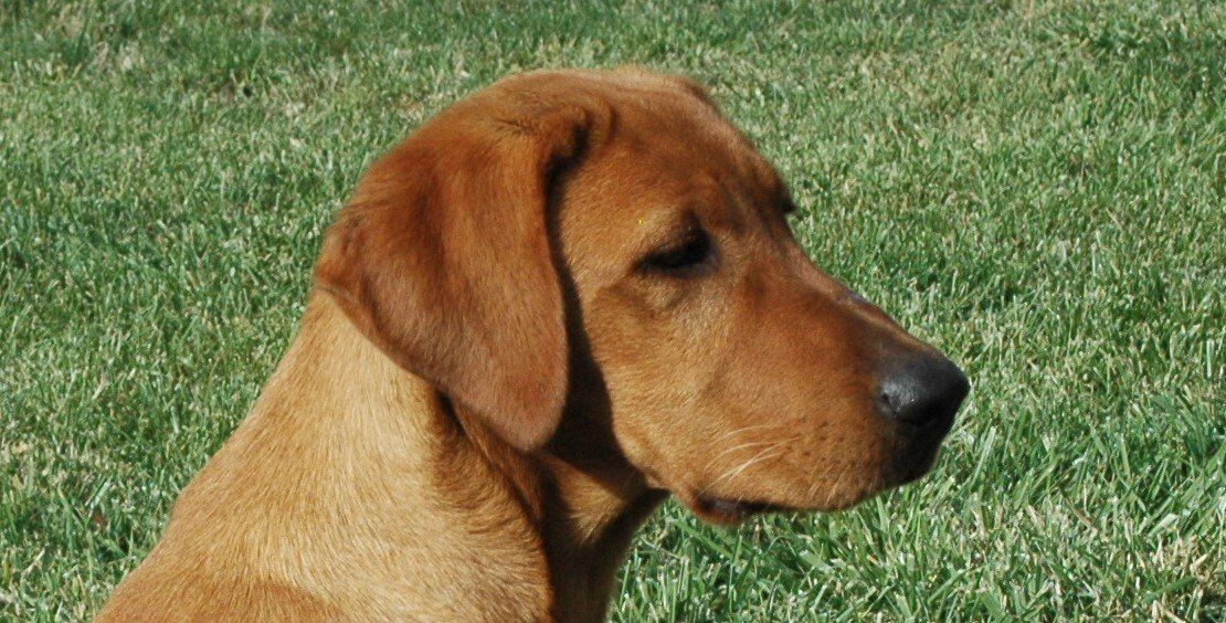 Brown dog in profile standing on grass, looking right