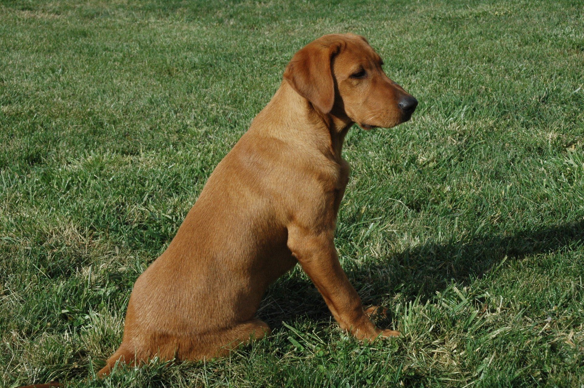 Brown puppy sitting on grass in profile outdoors