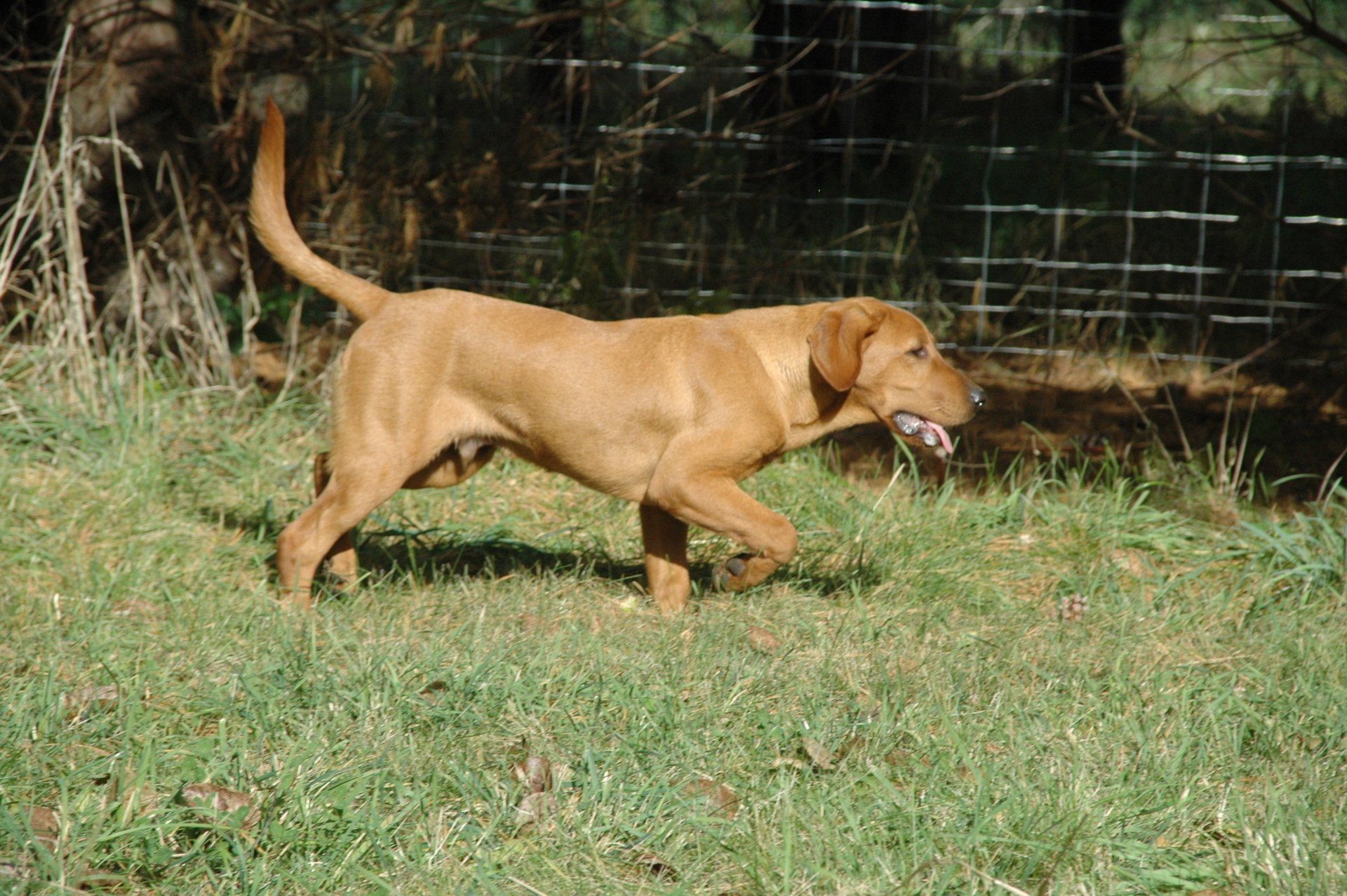 Brown dog trotting through grass with a toy in its mouth, near a wire fence and trees