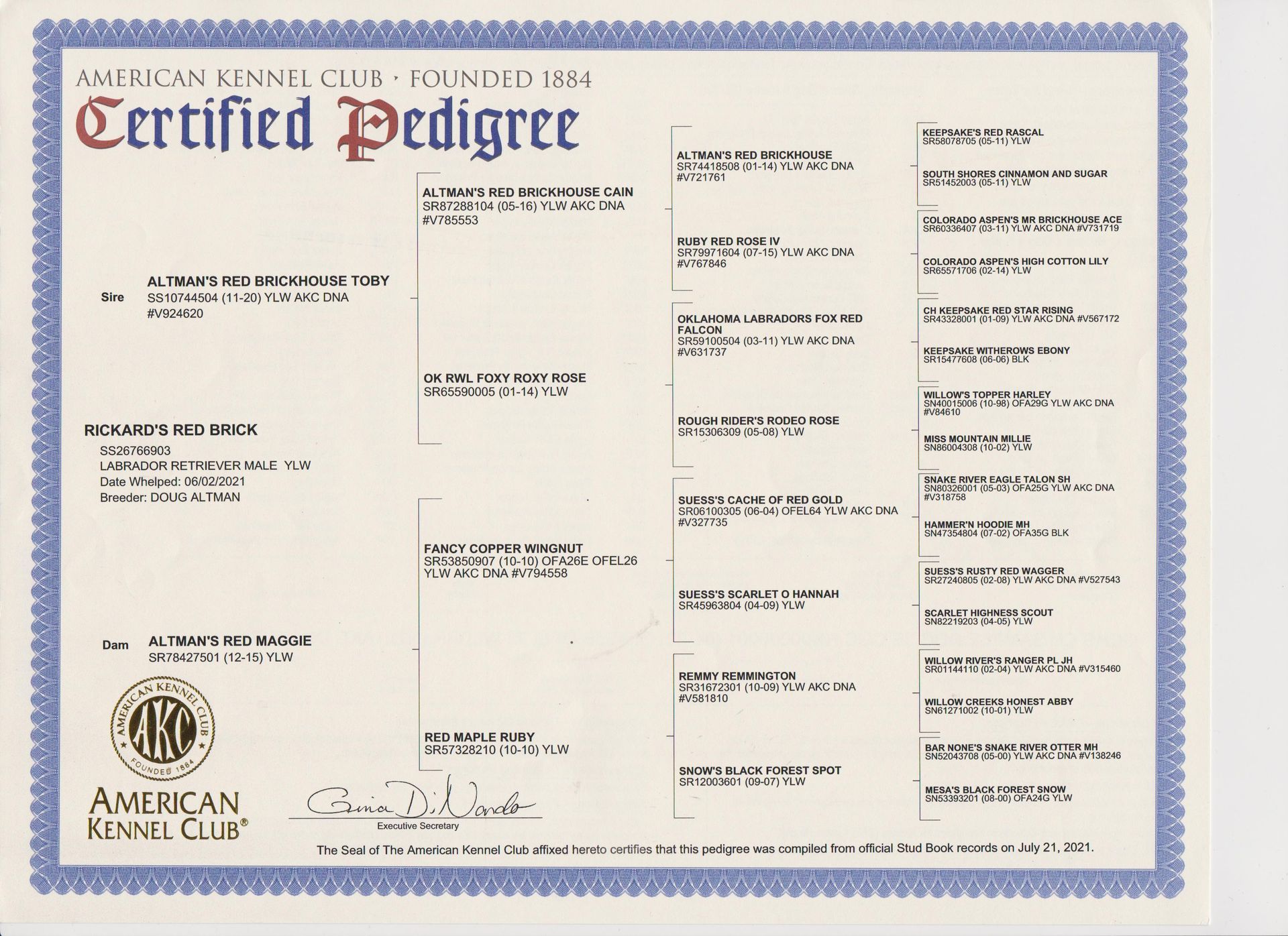 Certified dog pedigree certificate with blue border and kennel club seal