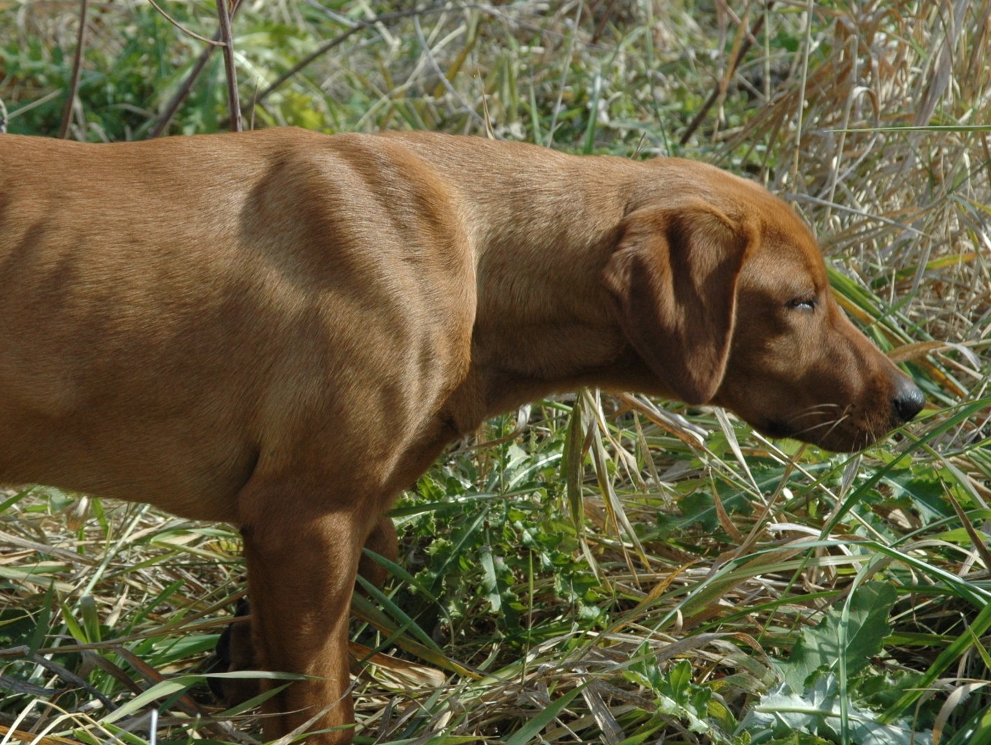 Brown dog standing in tall grass, sniffing the ground outdoors