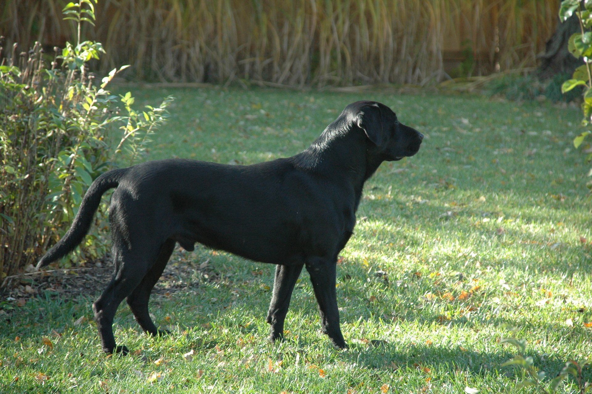 Black dog standing on grass in a sunny yard near bushes and tall reeds