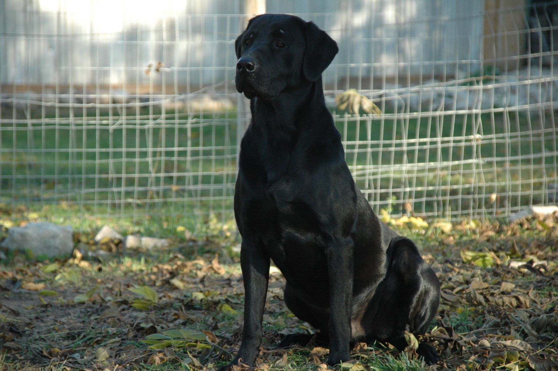 Black dog sitting on grass in front of a wire fence, with a smaller puppy beside it.