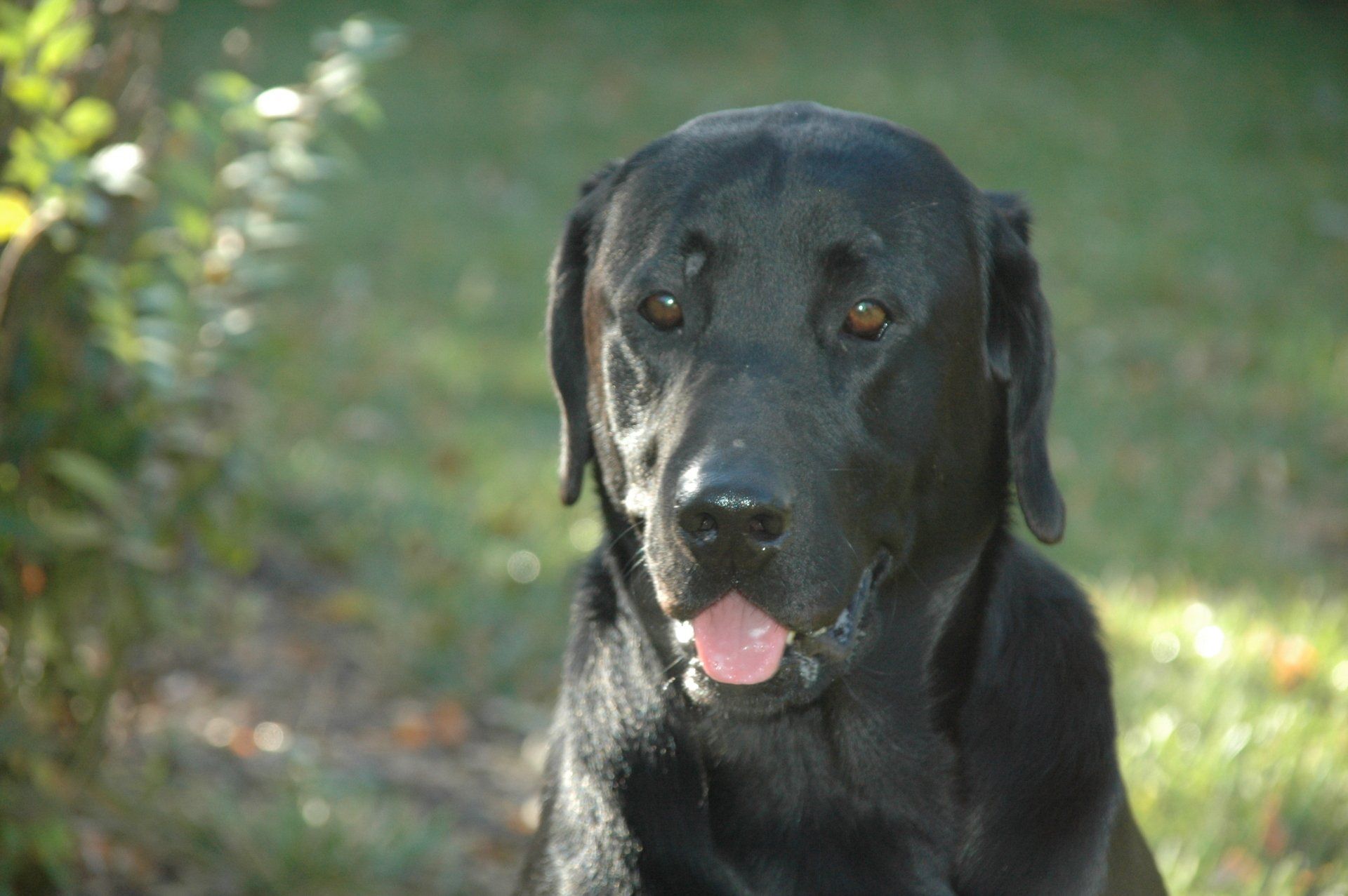 Black Labrador retriever sitting outdoors on grass, looking at the camera with tongue out.