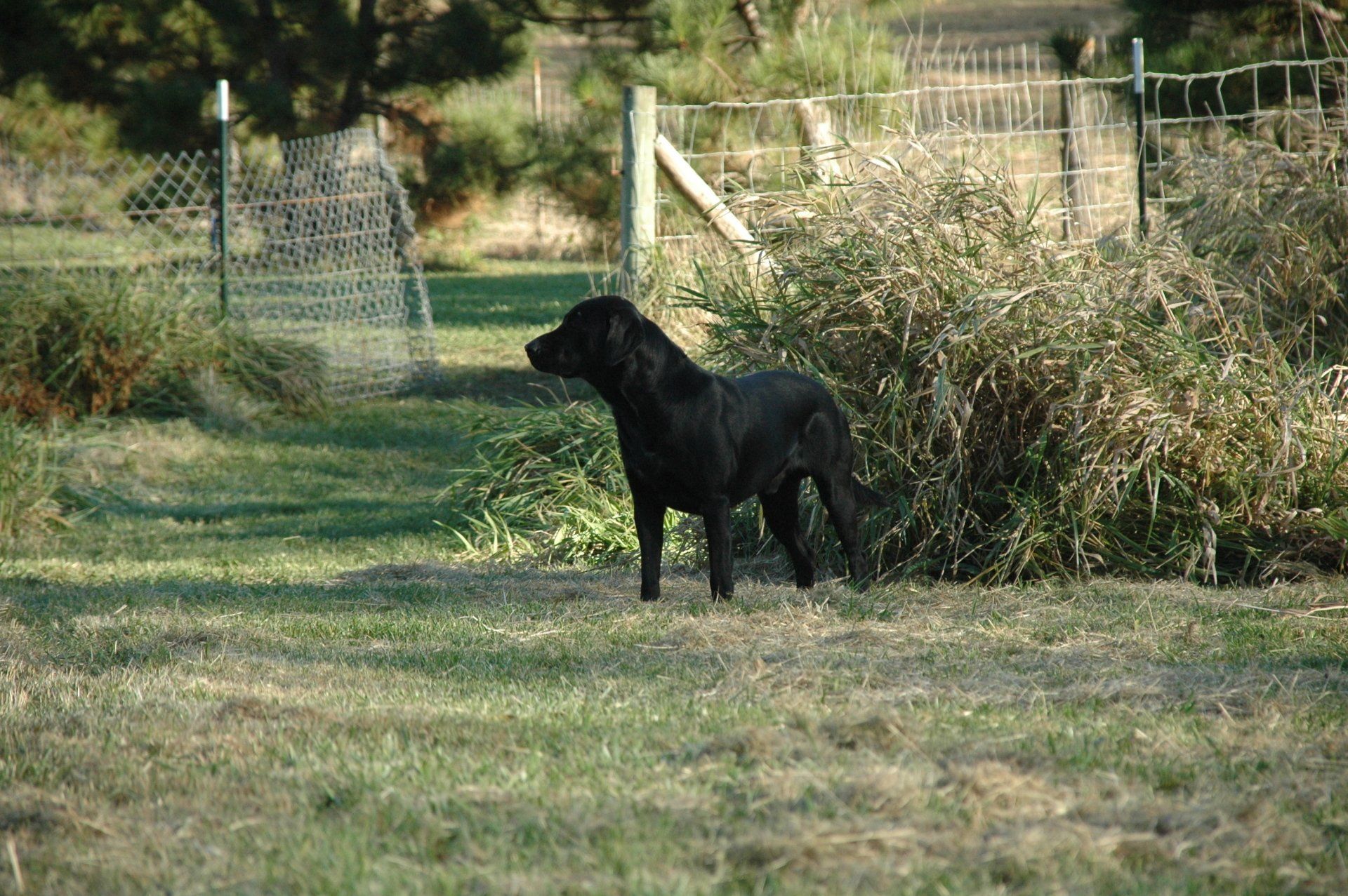 Black dog standing in a grassy field near a fence and bushes
