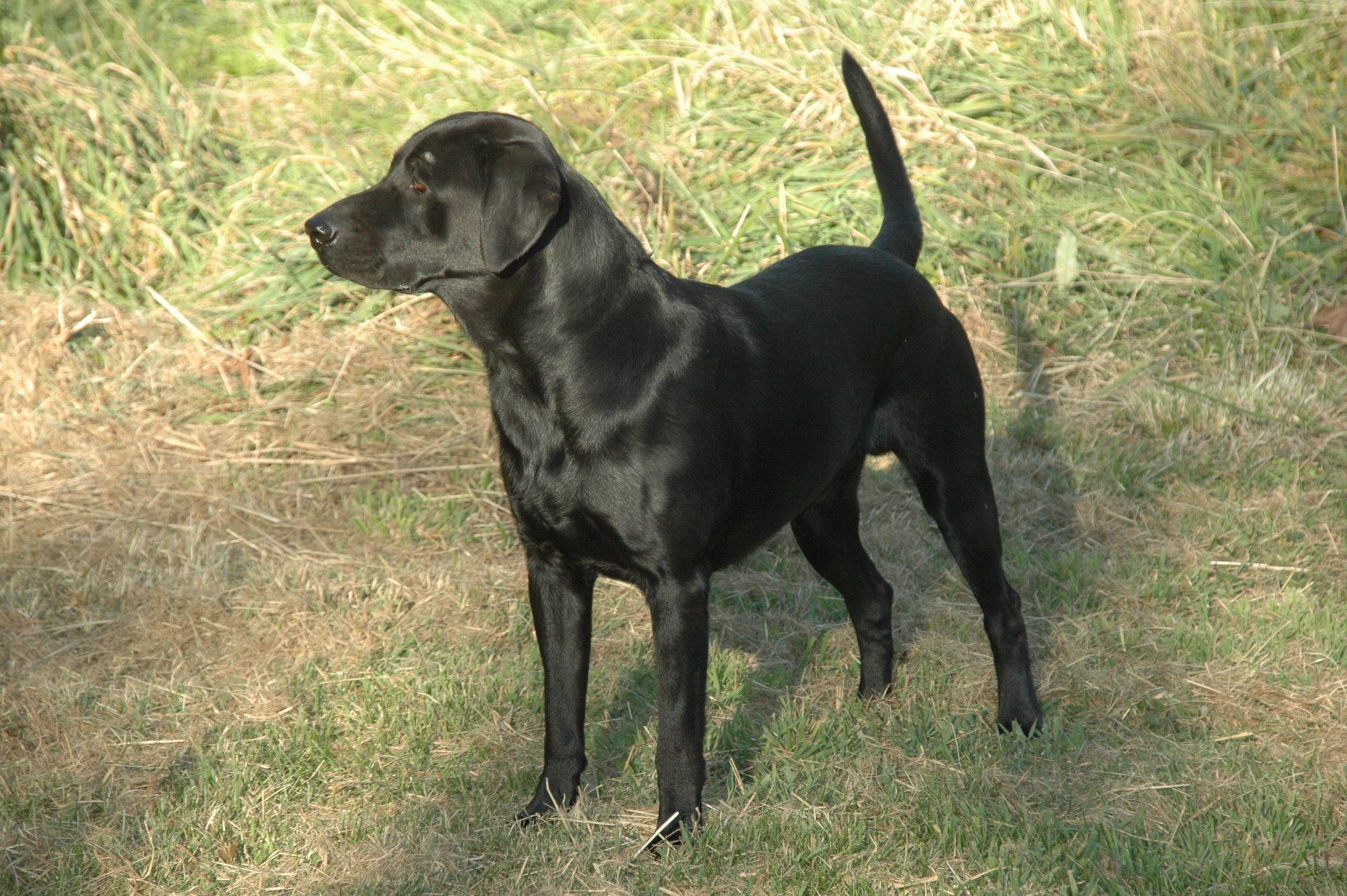 Black dog standing on grass with its tail raised, looking to the left.