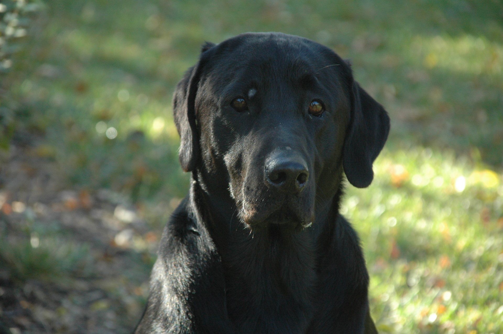 Black Labrador sitting outdoors on grass, looking at the camera.