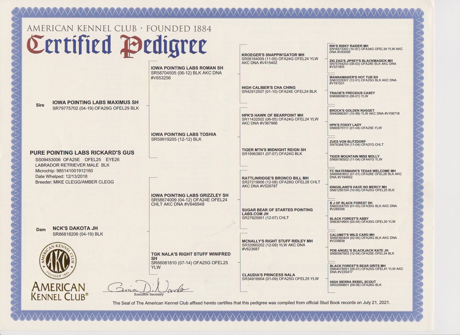 American Kennel Club certified pedigree certificate with blue border on white paper