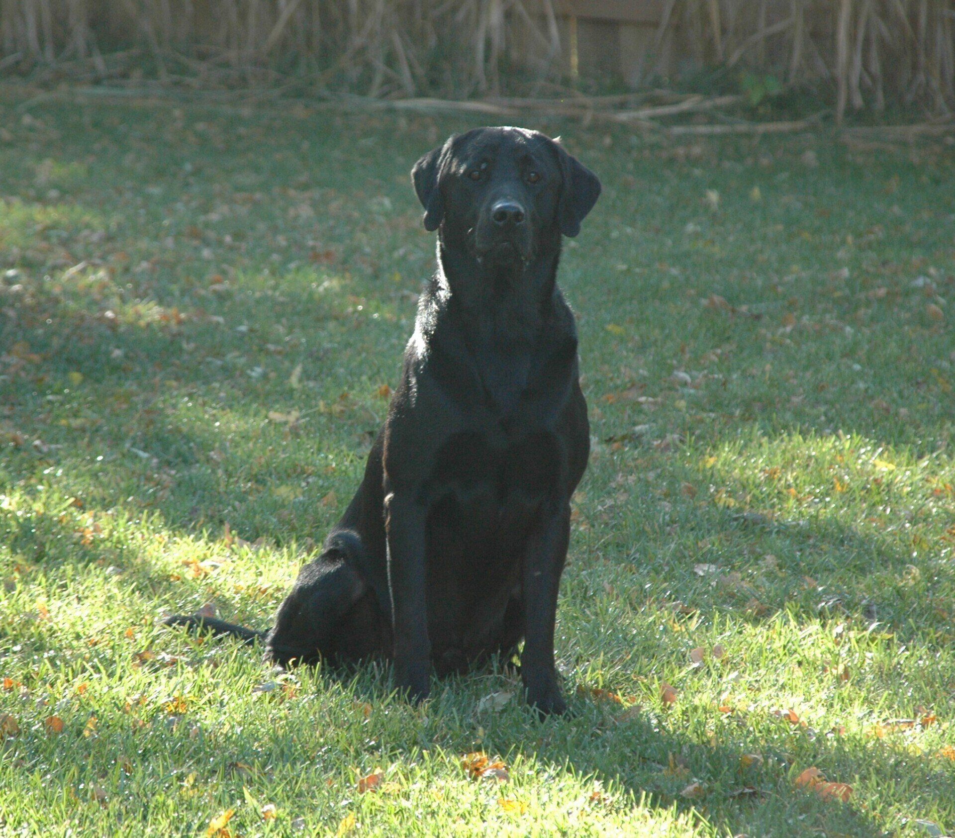 Black dog sitting on grass in a sunlit yard, facing the camera.
