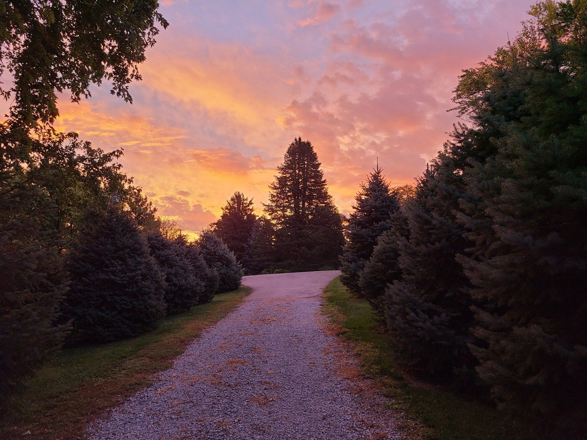Gravel path through evergreen trees at sunset, with a pink and orange sky