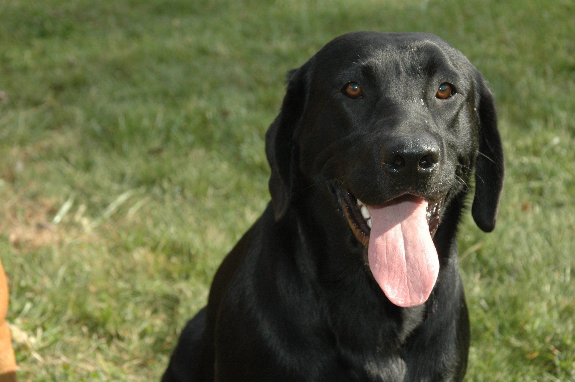 Black dog with tongue out sitting on grass