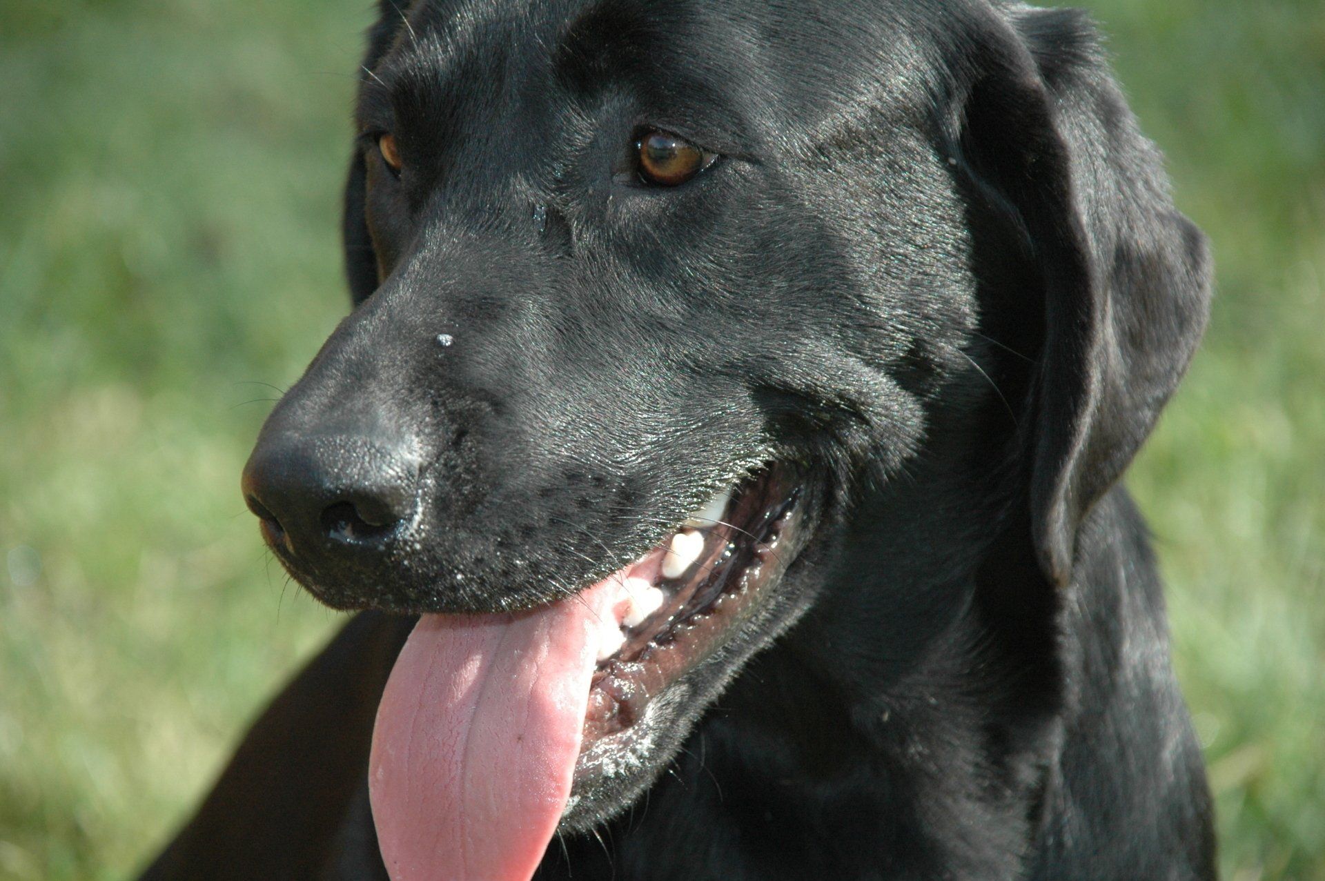 Black dog with tongue out, standing outdoors in sunlight