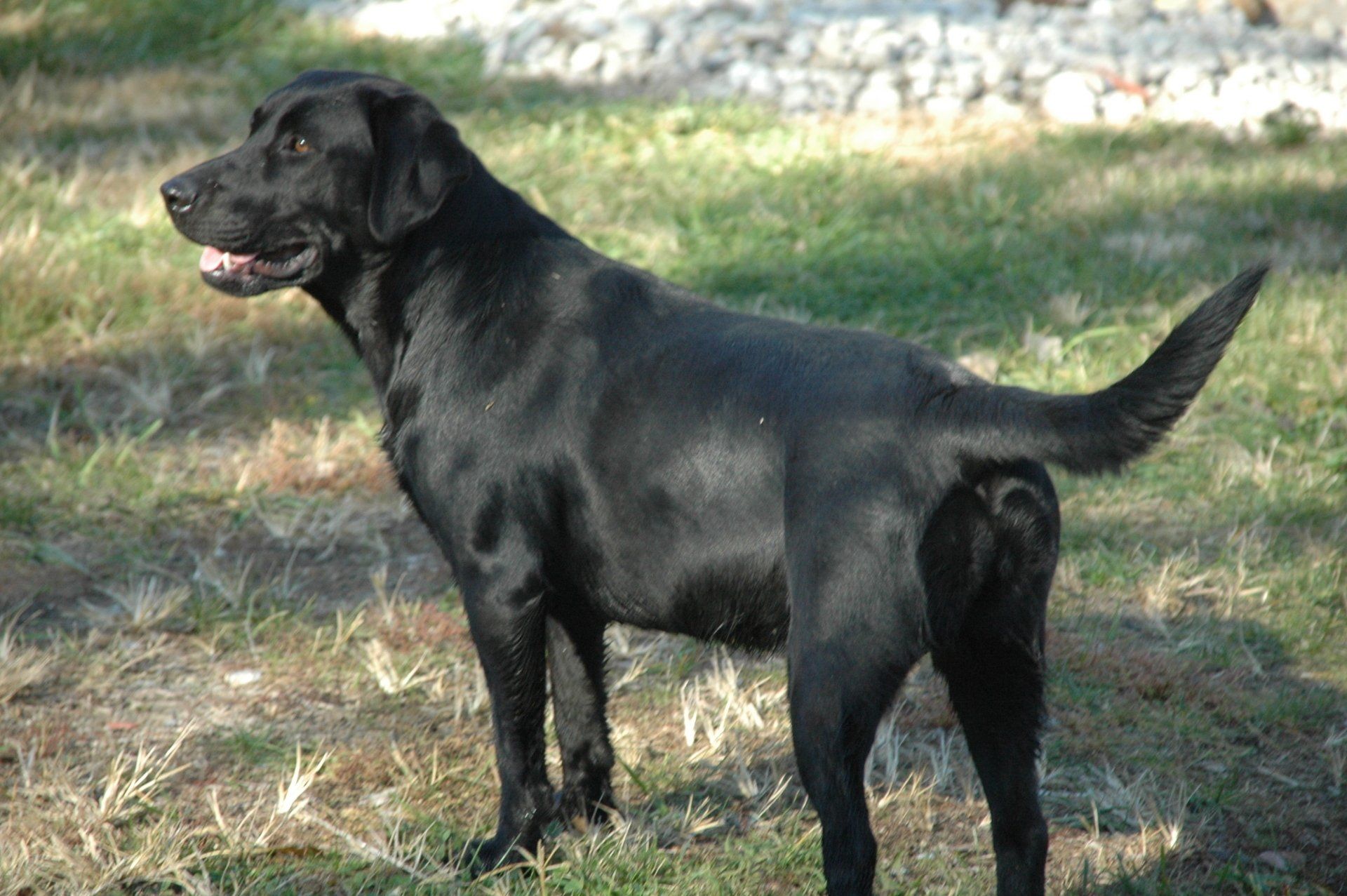 Black dog standing on grass outdoors with tail raised and mouth slightly open