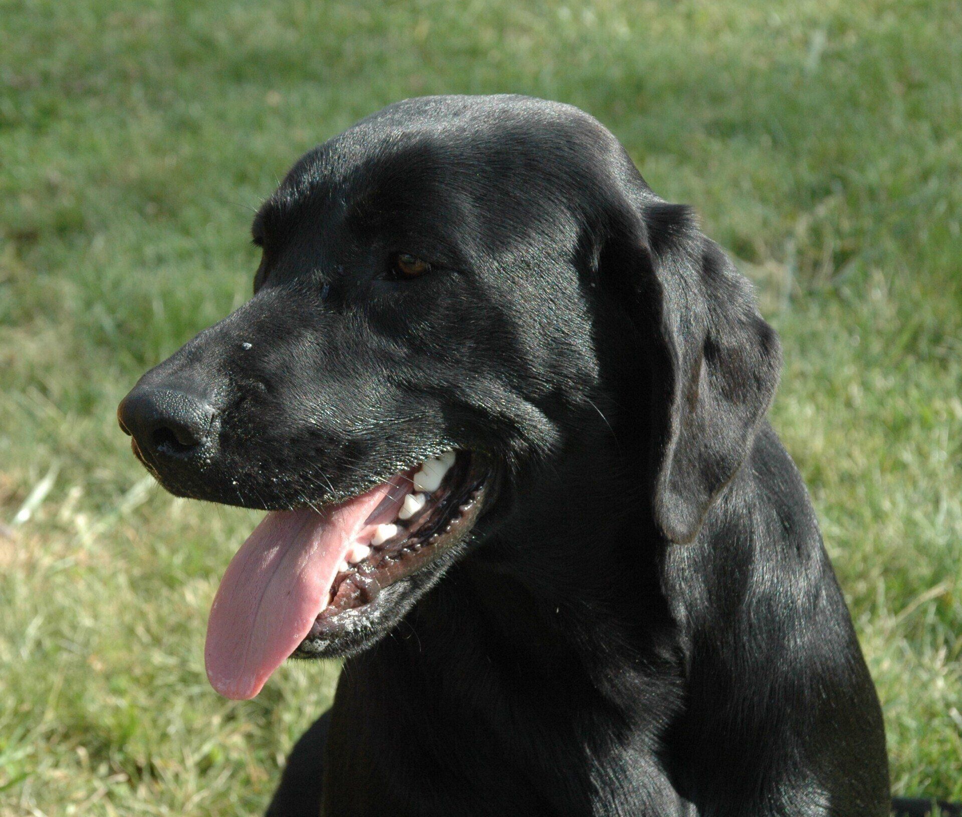 Black dog panting on grass with its tongue out