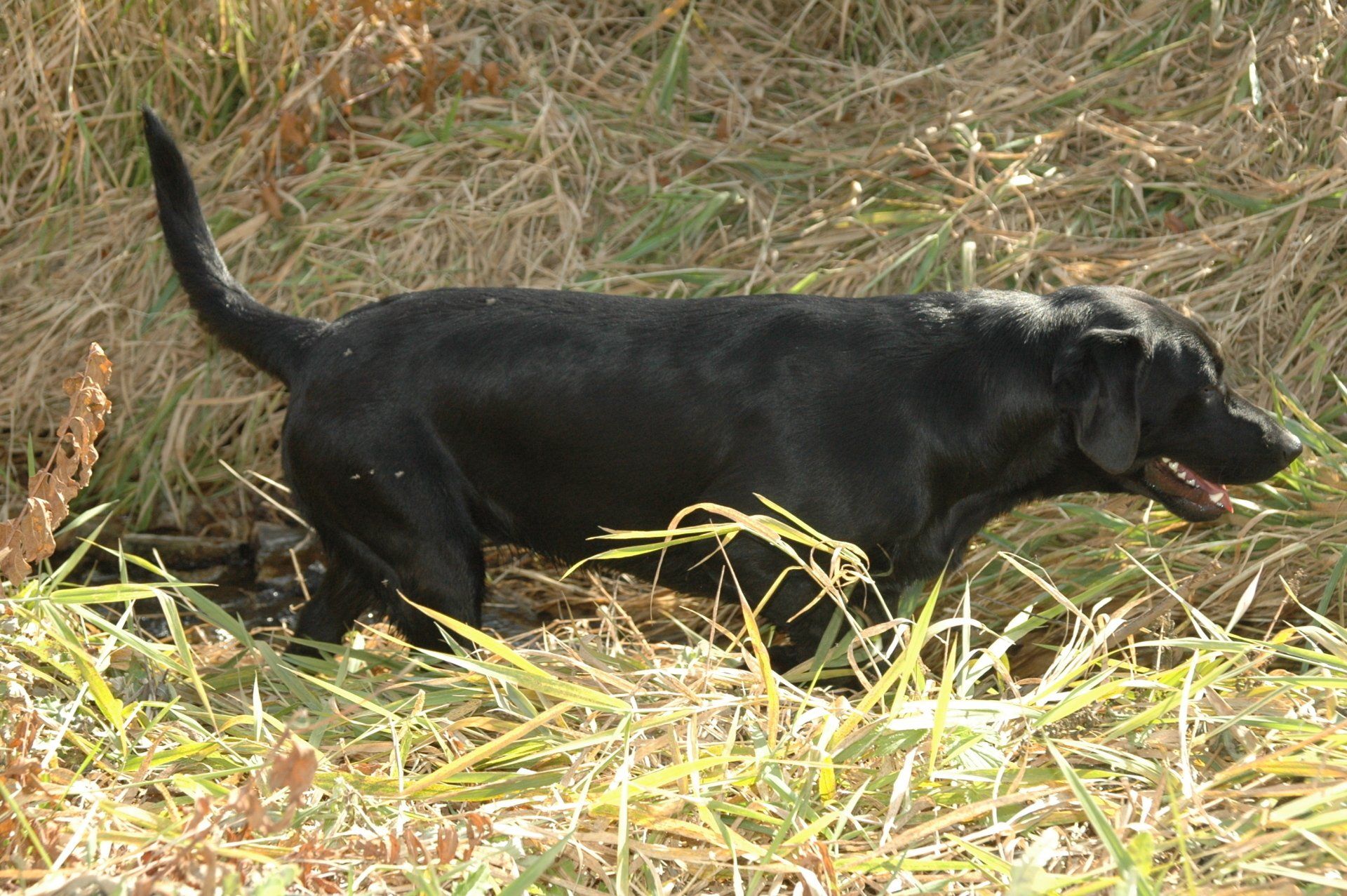 Black dog sniffing through tall dry grass outdoors