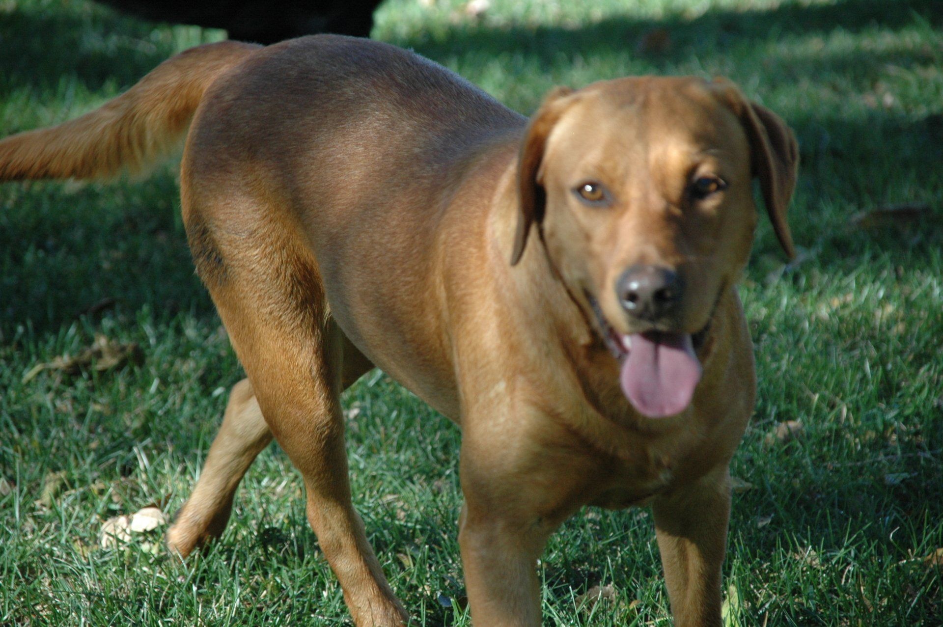 Brown dog standing on grass with tongue out, facing the camera