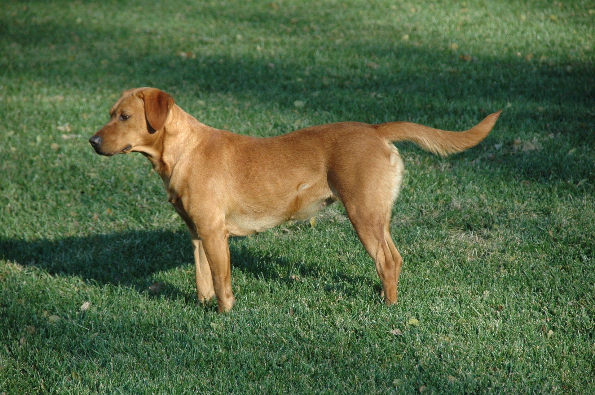 Golden retriever standing on grass, facing left with tail raised.