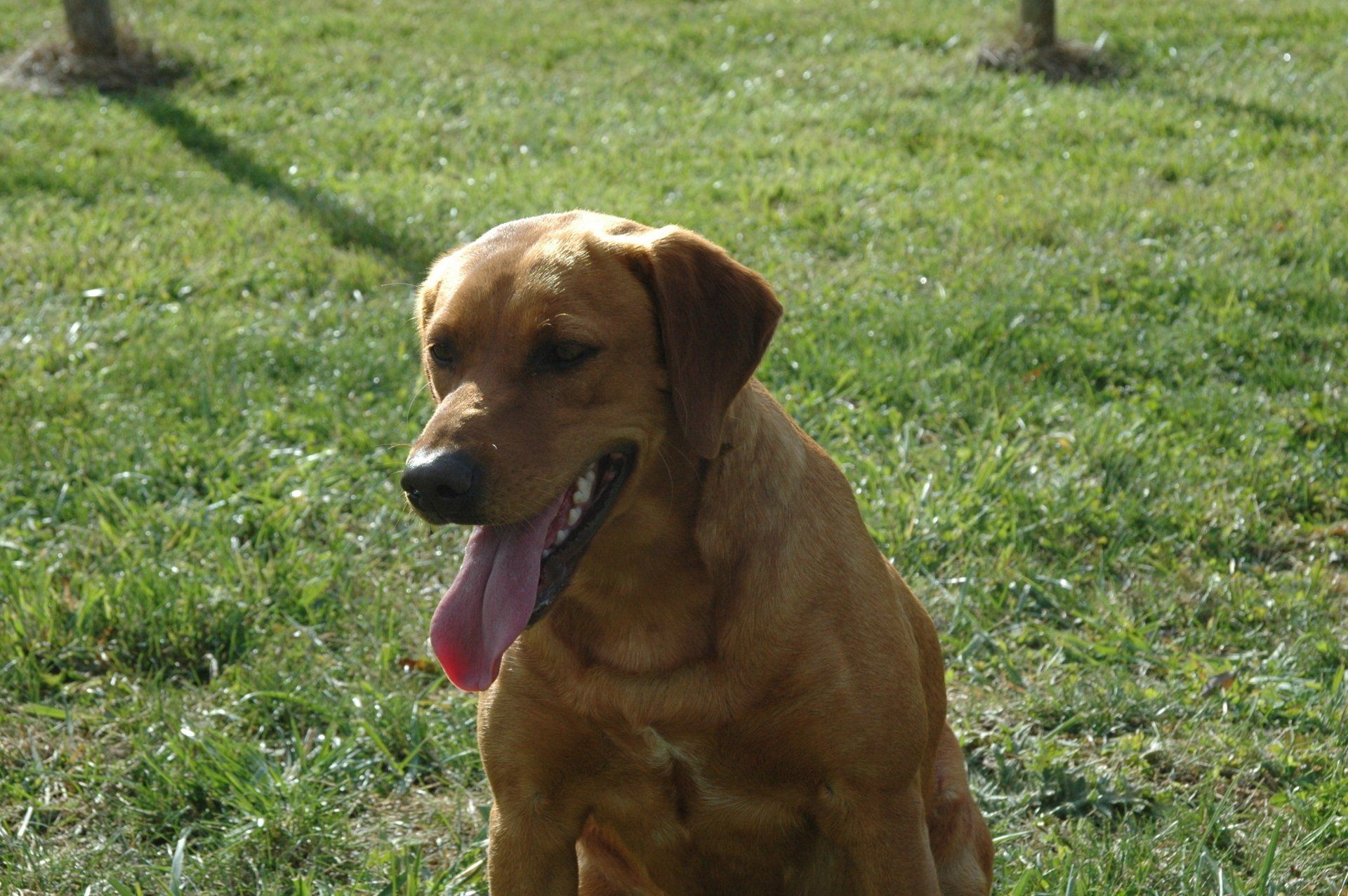 Brown dog sitting on grass with its tongue out in a sunny park