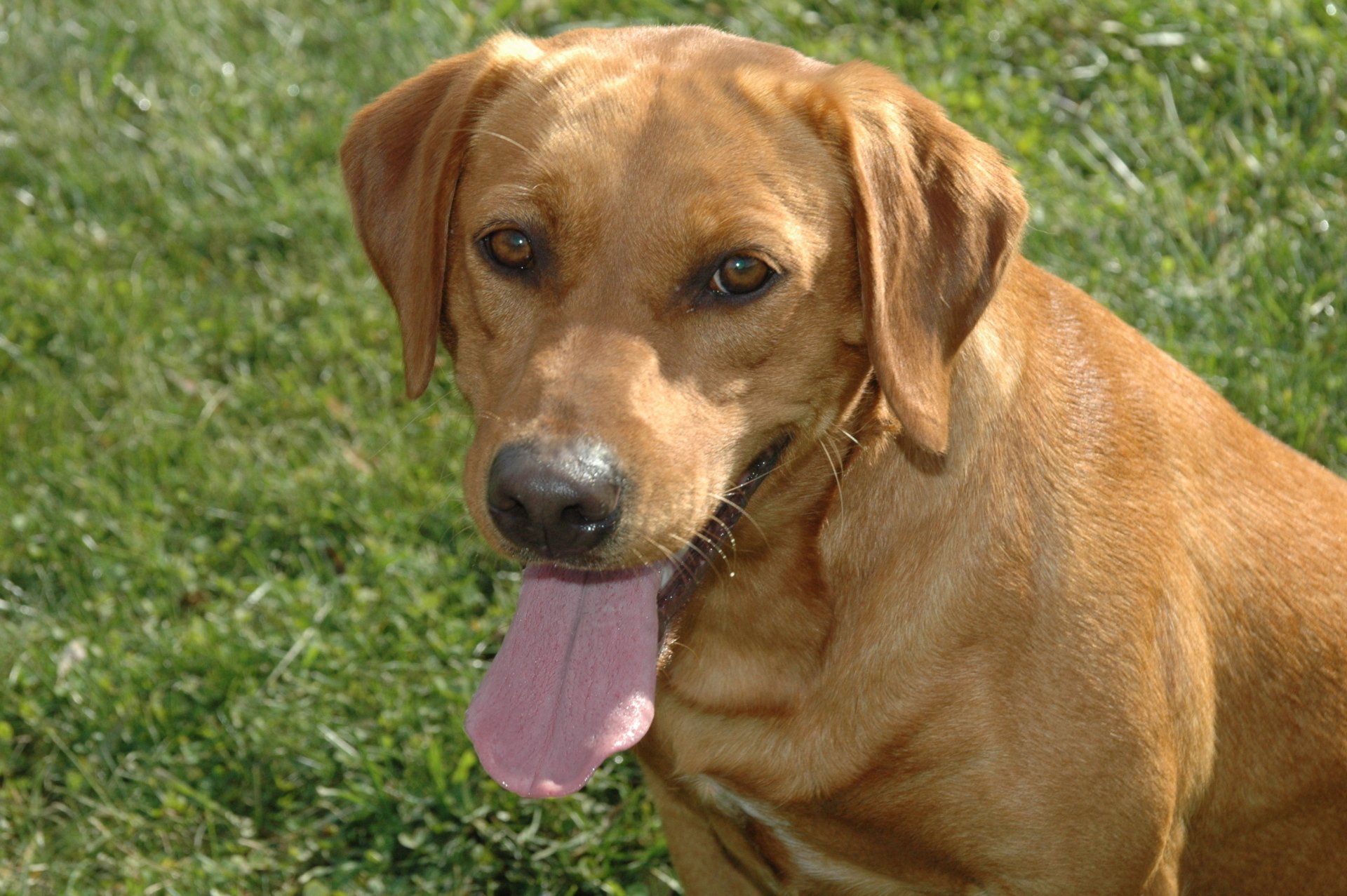 Brown dog sitting on grass with tongue out, looking at the camera