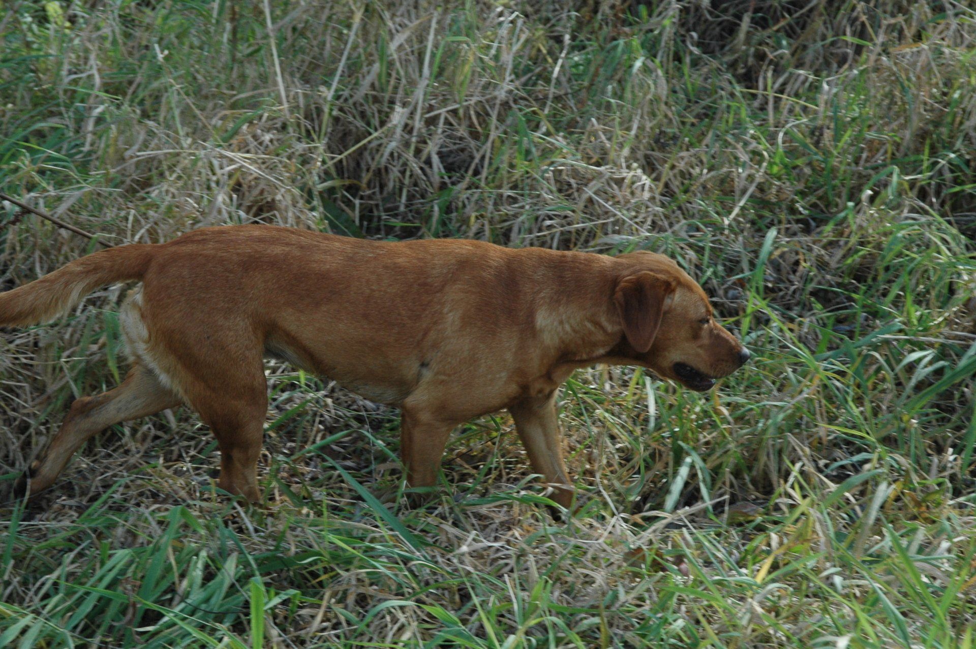 Brown dog walking through tall grass in a field