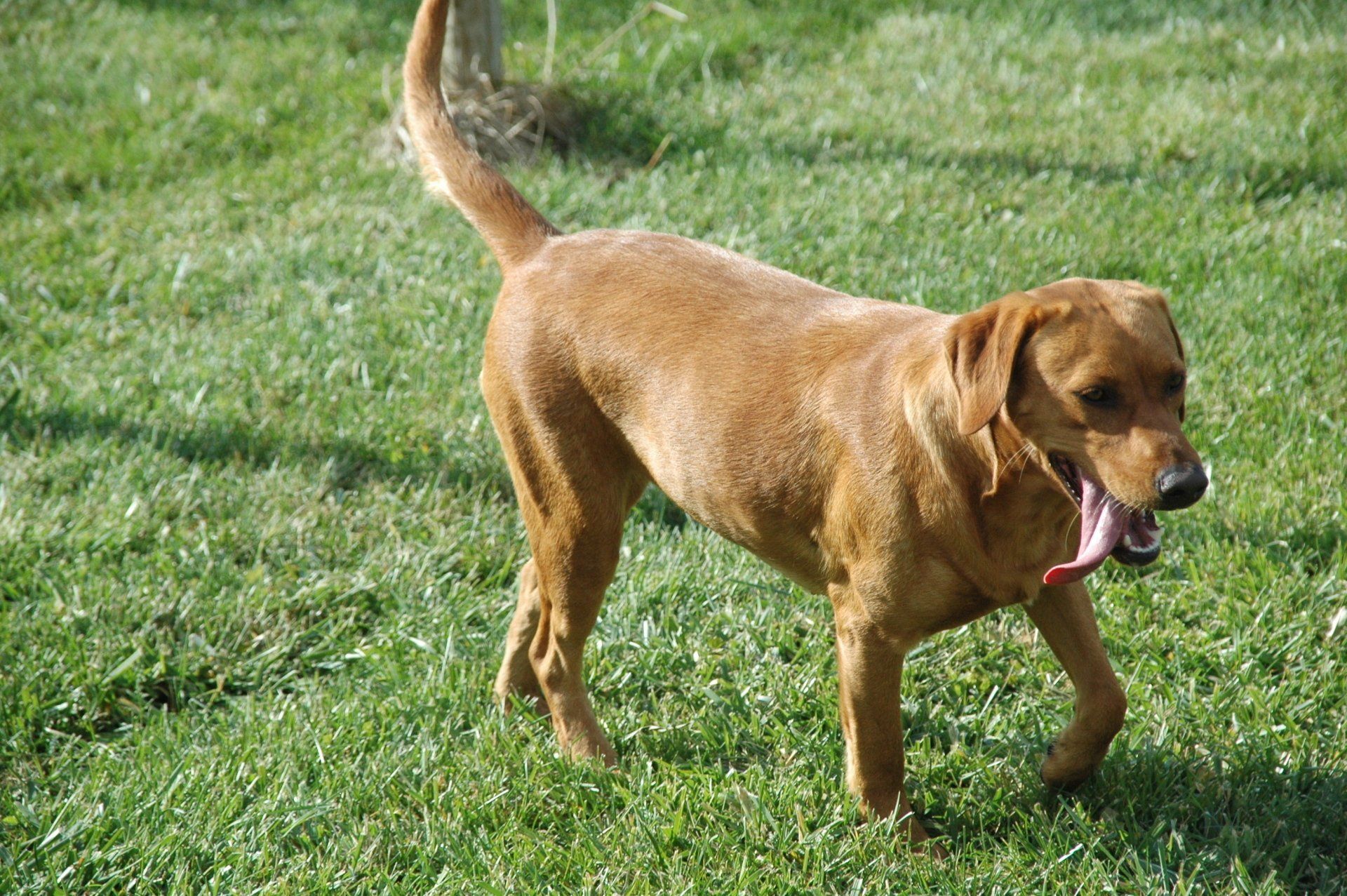 Brown dog walking on grass with a pink ball in its mouth