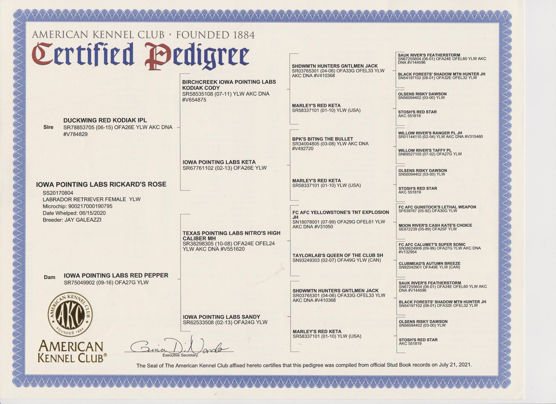 AKC Certified Pedigree certificate with blue border and typed dog lineage details on cream paper